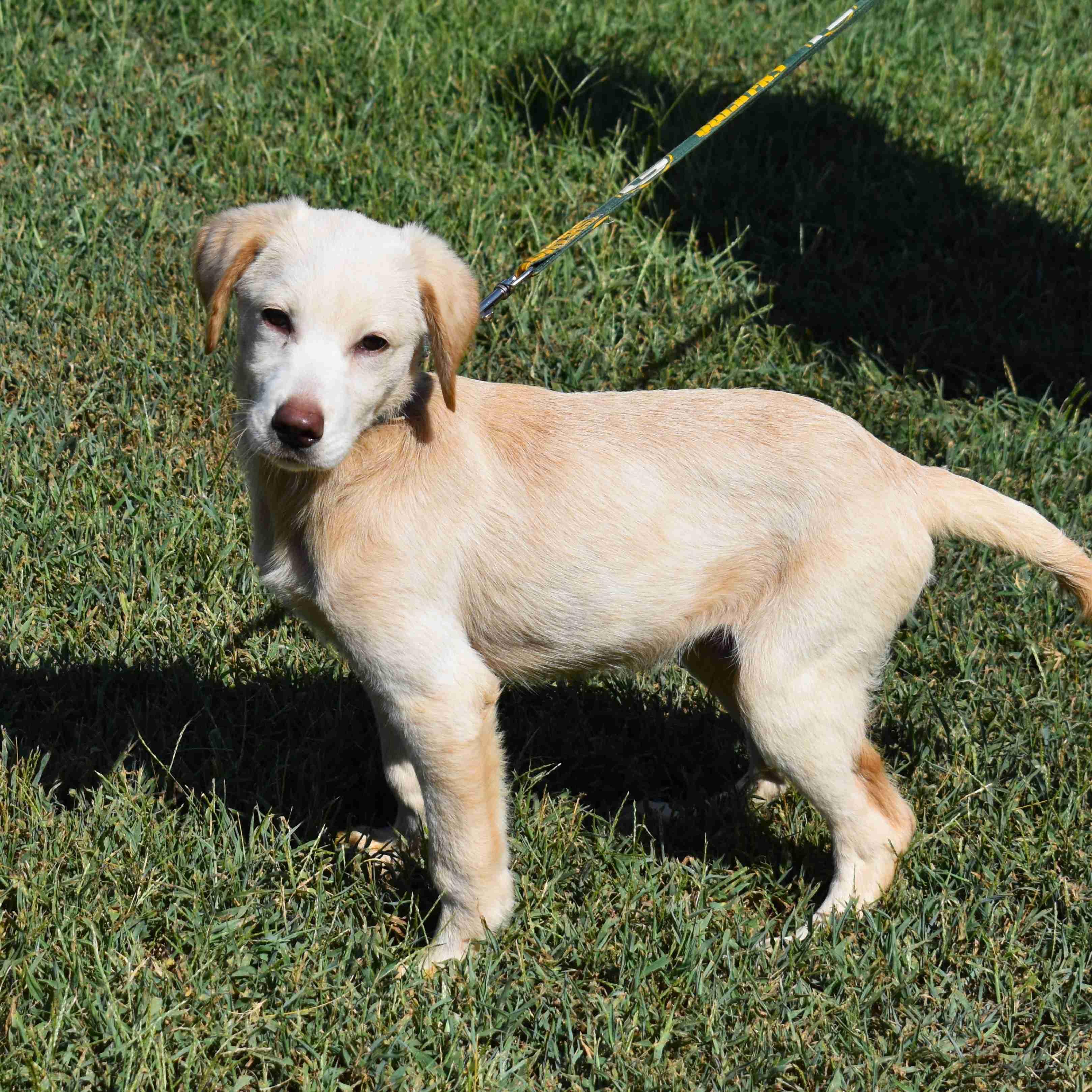 Gunther, Adopted, Puppy Male Labrador Retriever.