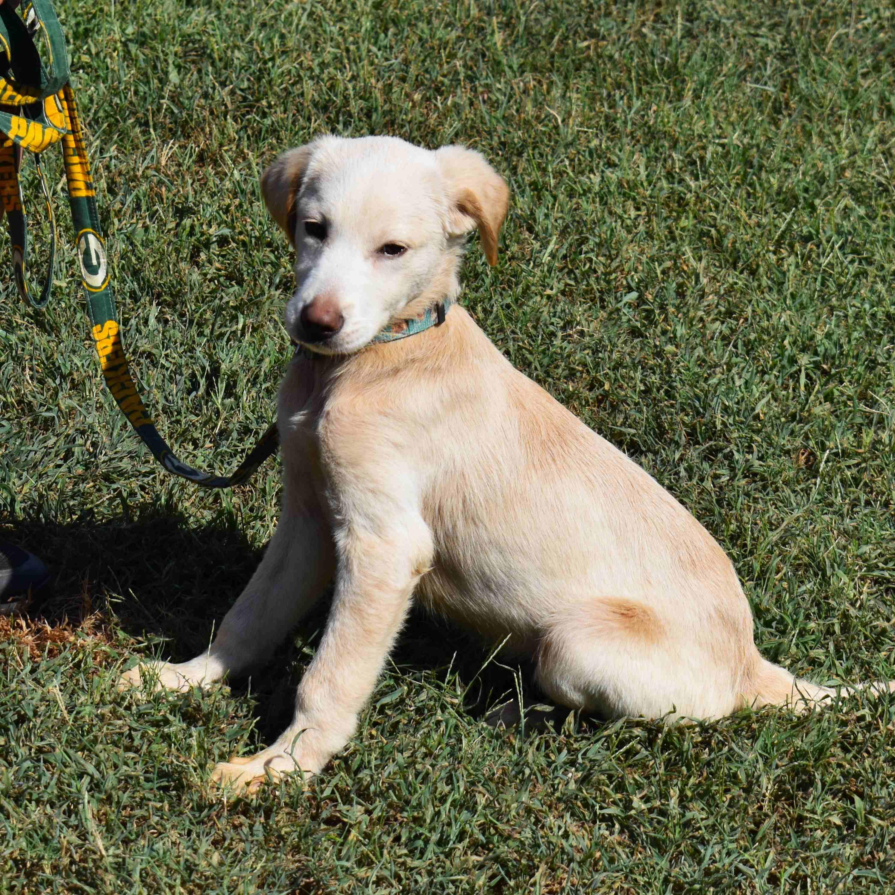 Enlarge Gunther, a Adopted mixed breed in Searcy, AR image 5/6