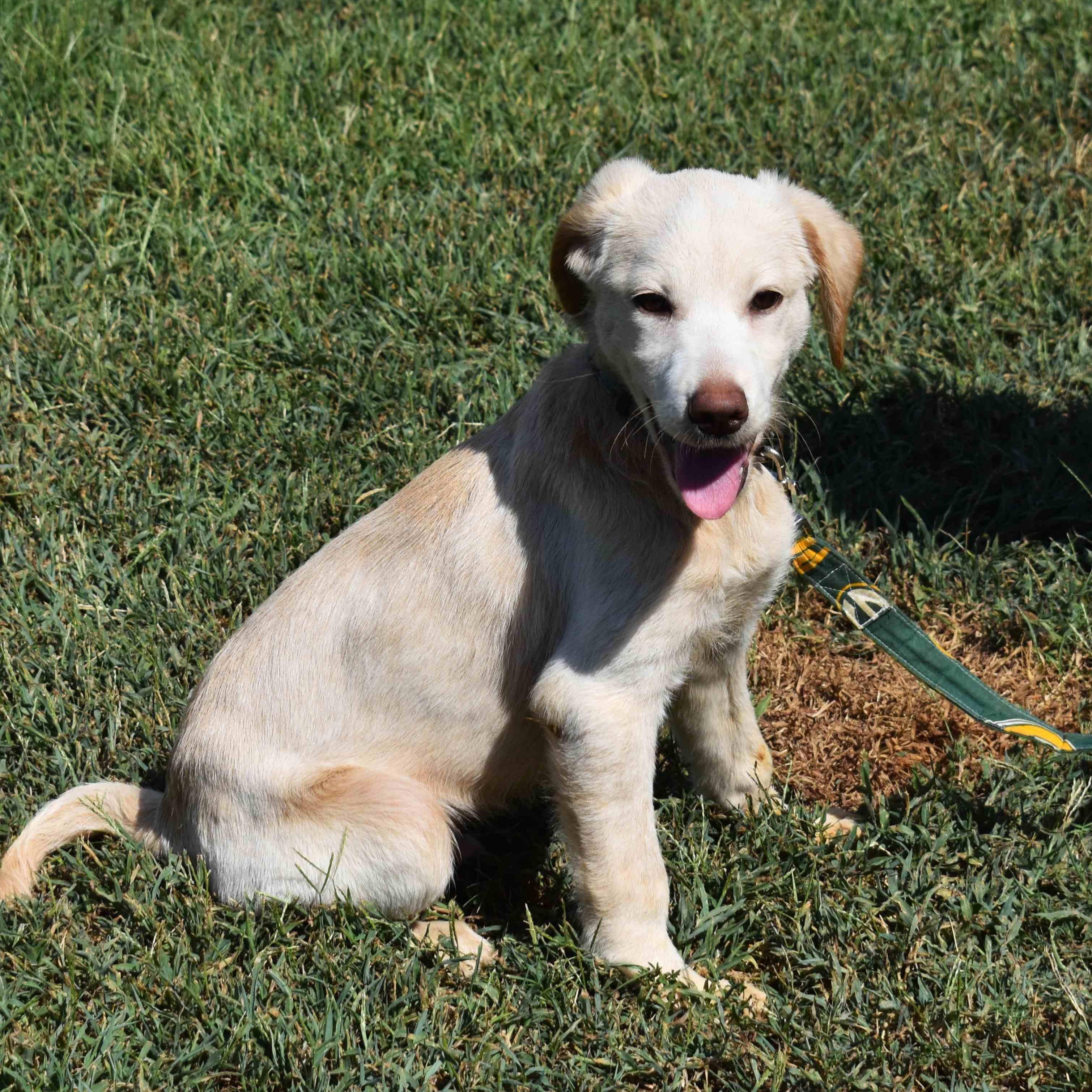 Enlarge Gunther, a Adopted mixed breed in Searcy, AR image 3/6