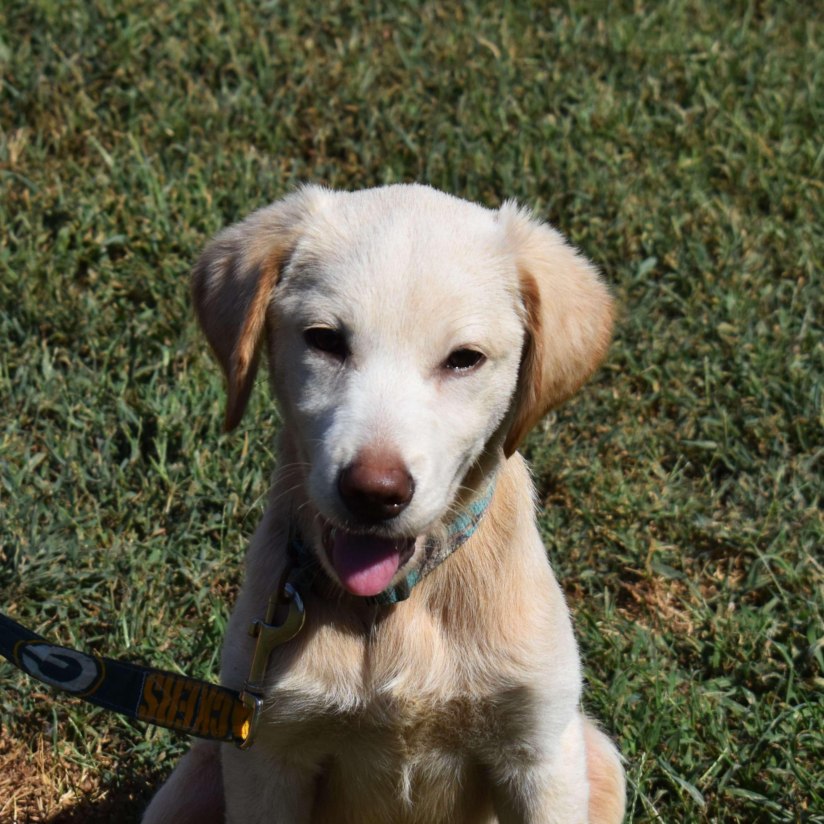 Enlarge Gunther, a Adopted mixed breed in Searcy, AR image 2/6
