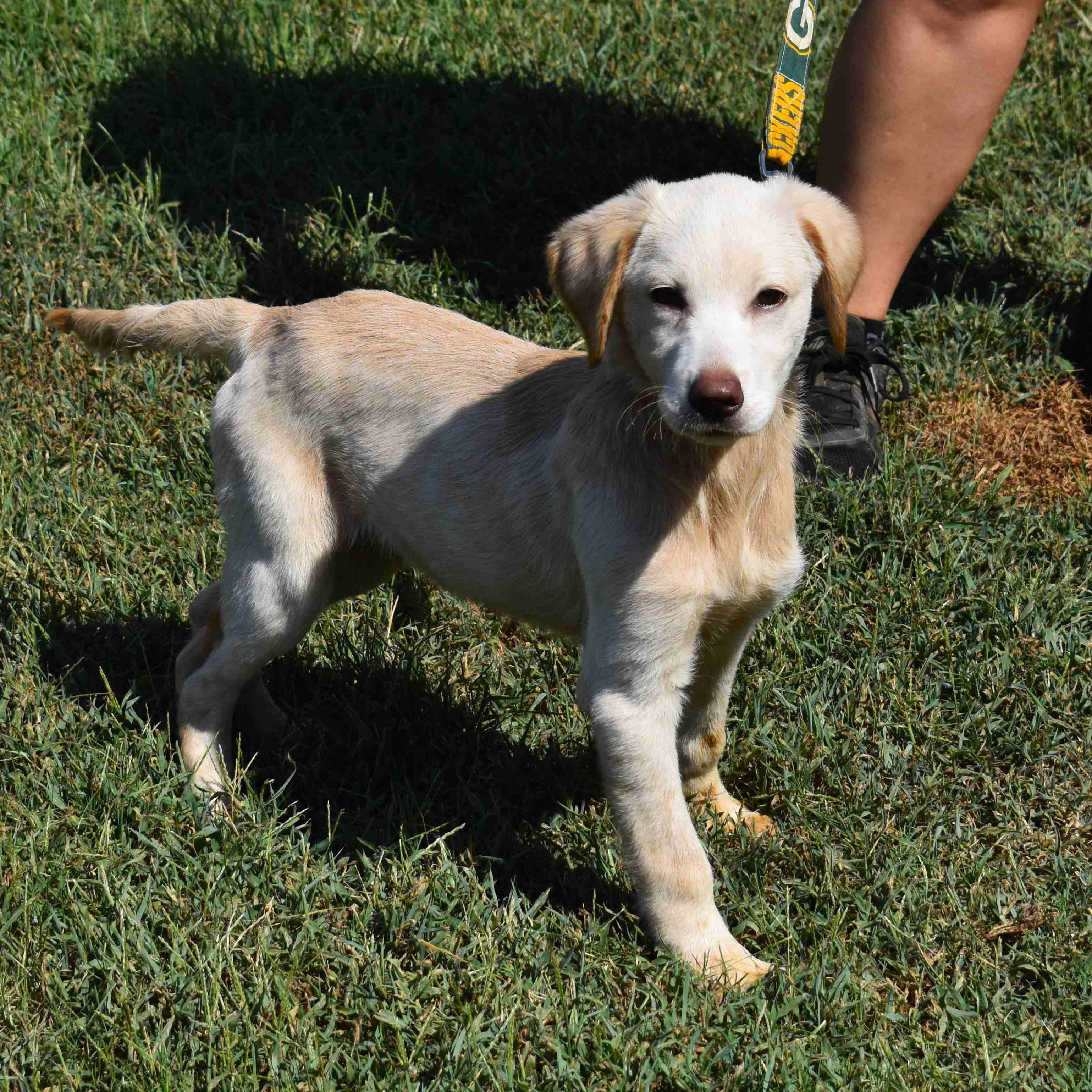 Enlarge Gunther, a Adopted mixed breed in Searcy, AR image 6/6