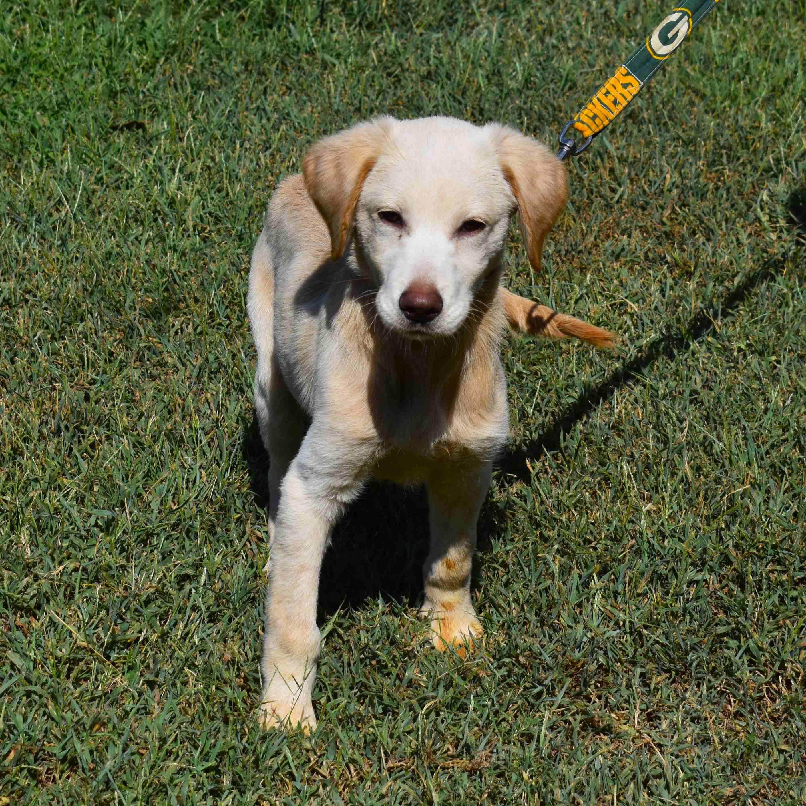 Enlarge Gunther, a Adopted mixed breed in Searcy, AR image 4/6