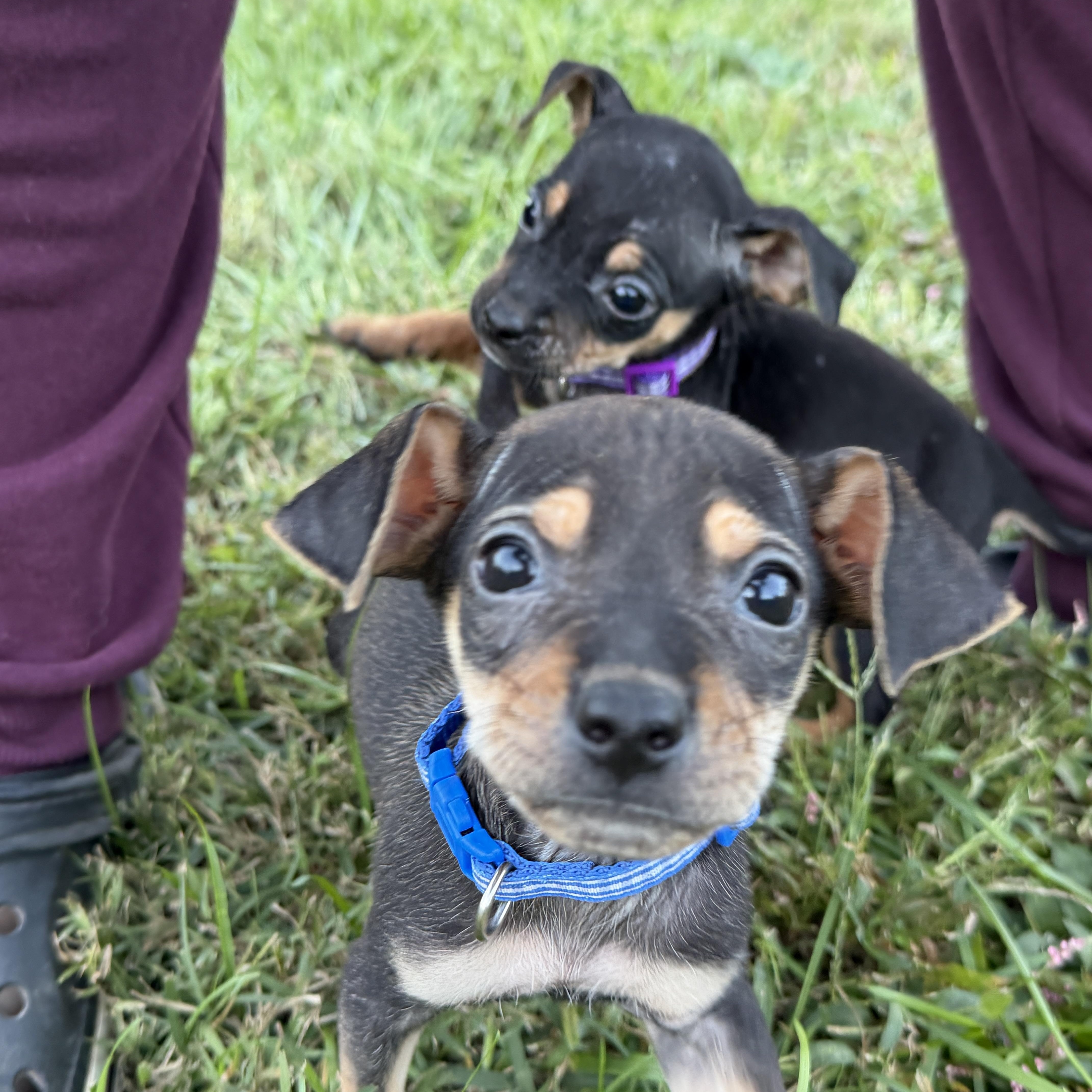 Enlarge Louie, a Adoptable mixed breed in Jeffersonville, IN image 5/6