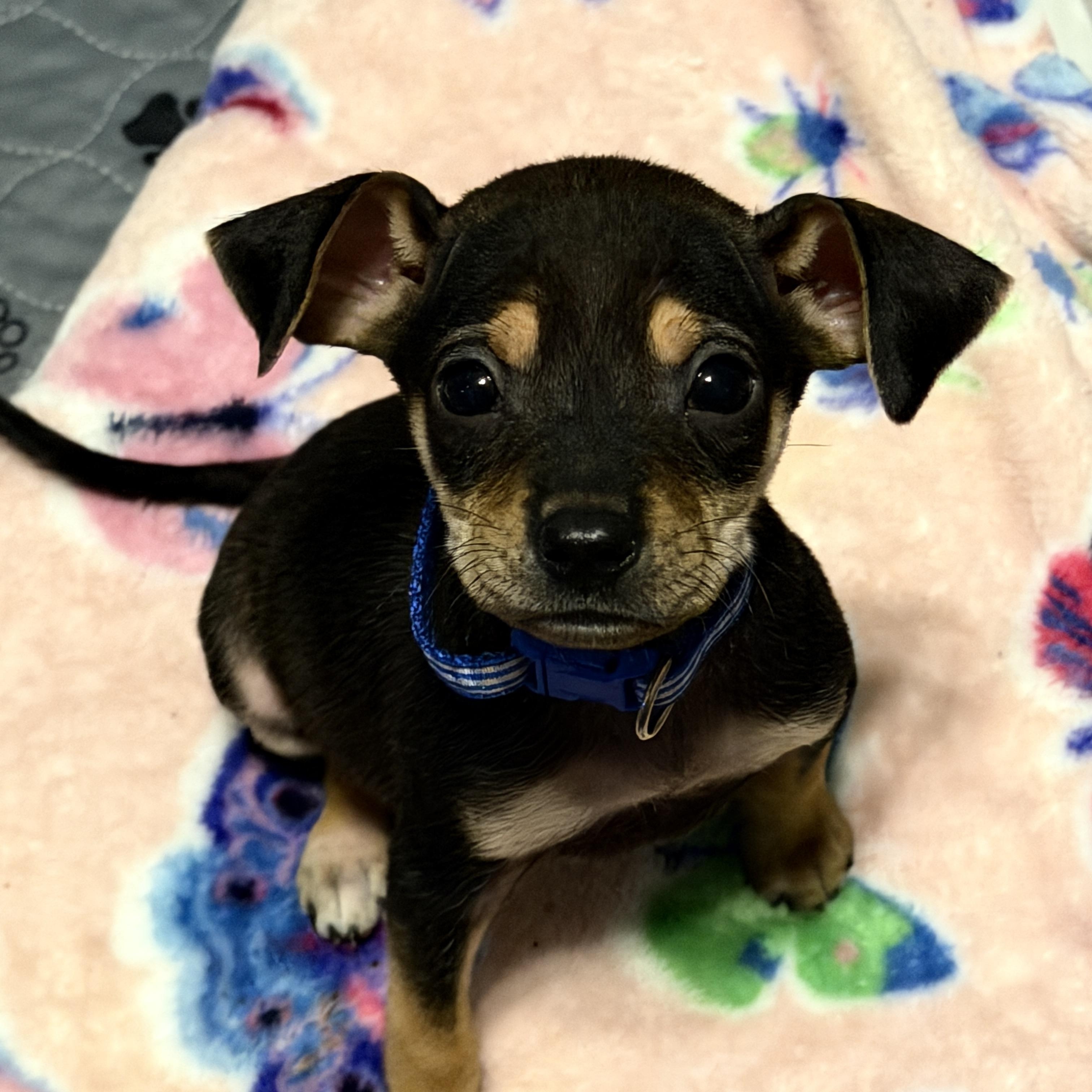 Louie, Adoptable, Puppy Male Miniature Pinscher & Chihuahua.