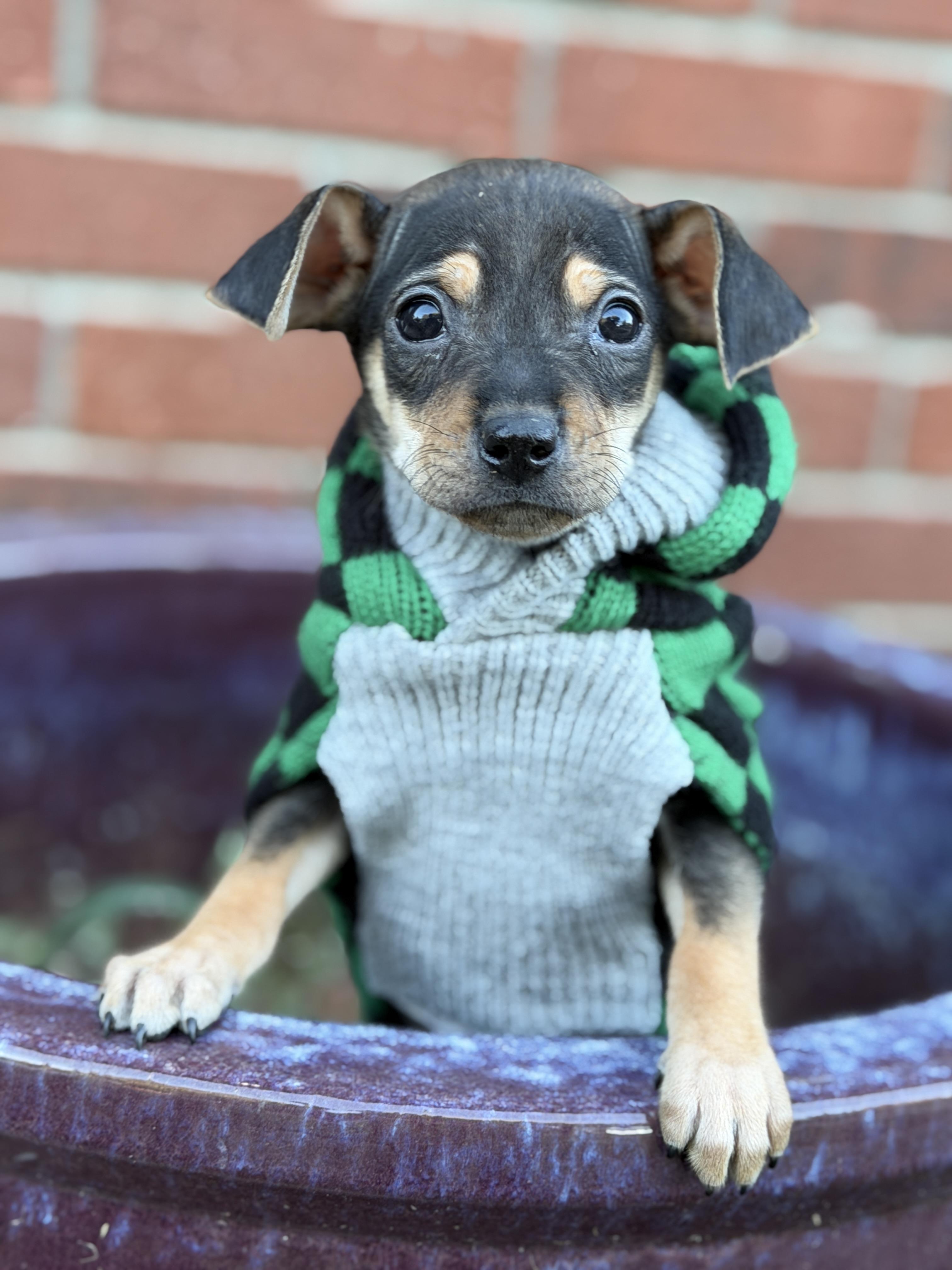 Enlarge Louie, a Adoptable mixed breed in Jeffersonville, IN image 6/6