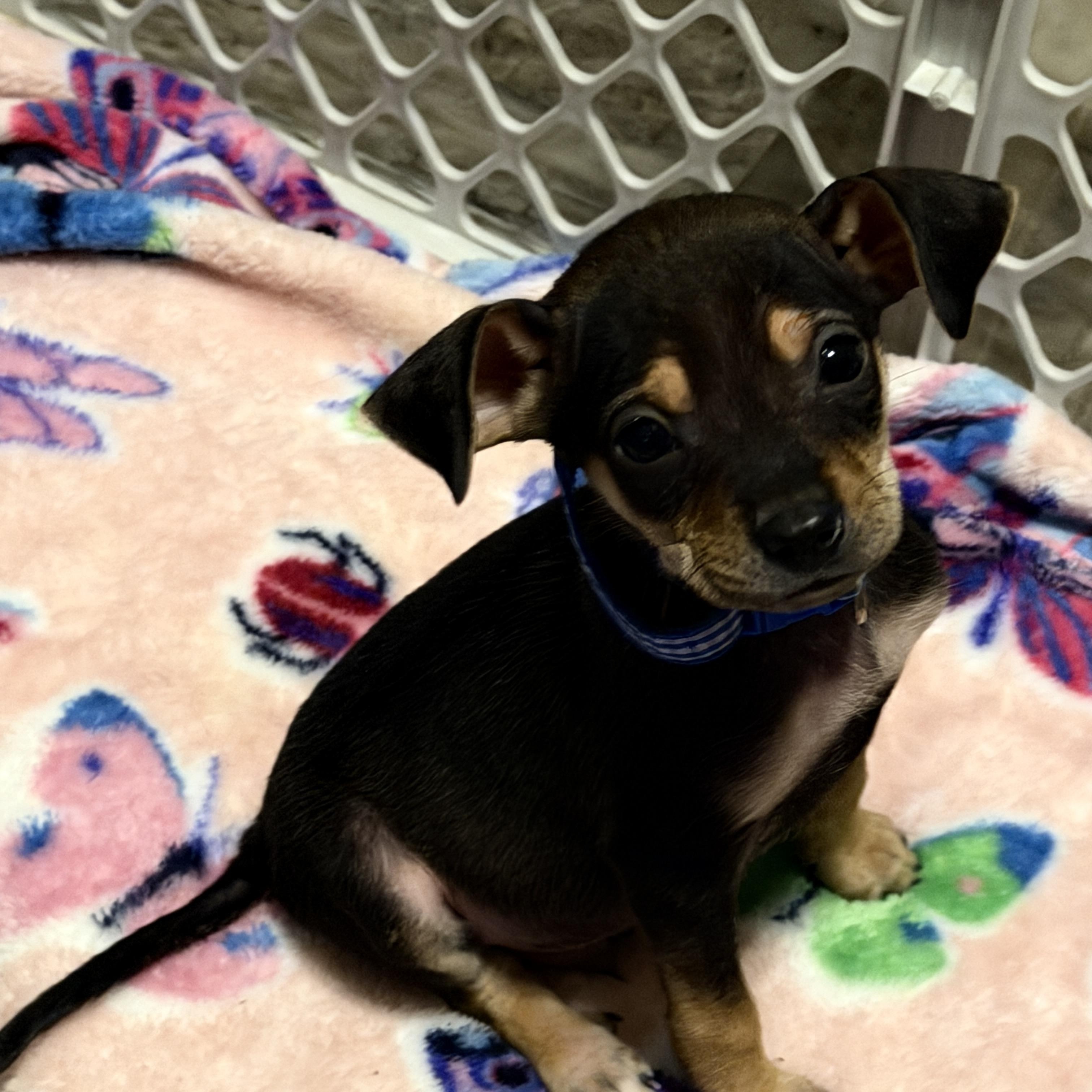 Enlarge Louie, a Adoptable mixed breed in Jeffersonville, IN image 2/6