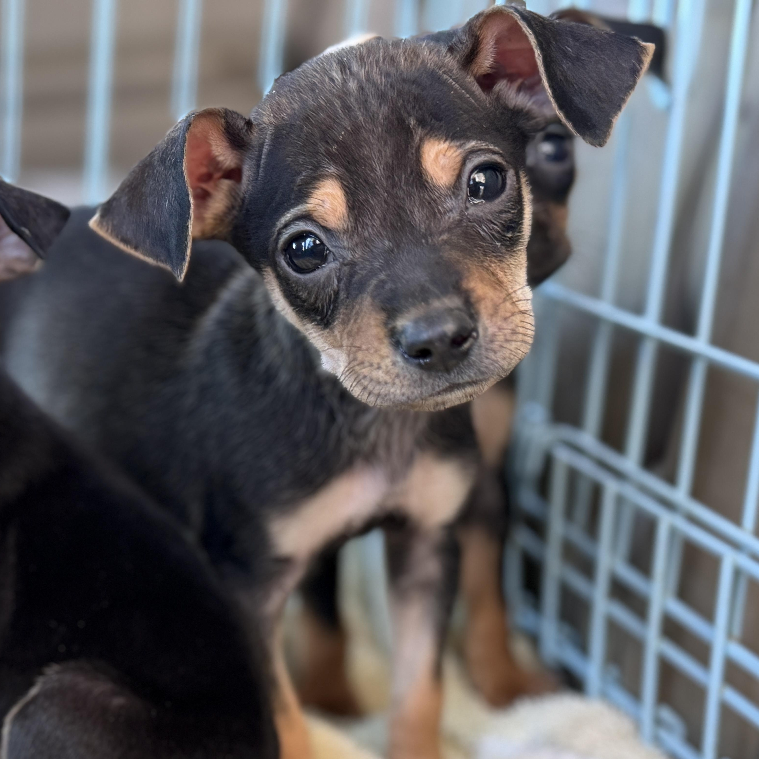 Enlarge Louie, a Adoptable mixed breed in Jeffersonville, IN image 3/6