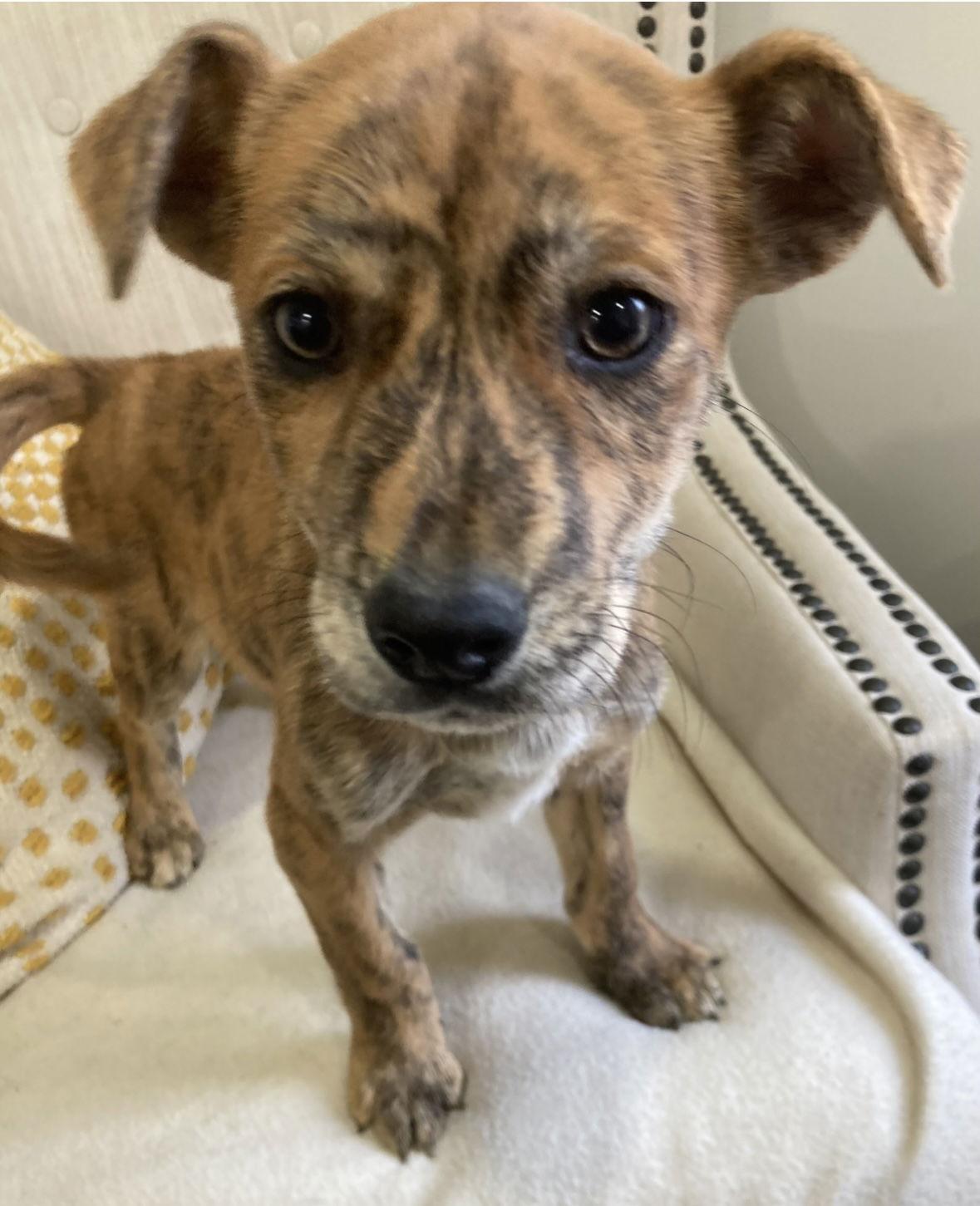 Enlarge Robin, a ADOPTABLE mixed breed in Pottstown, PA image 2/3