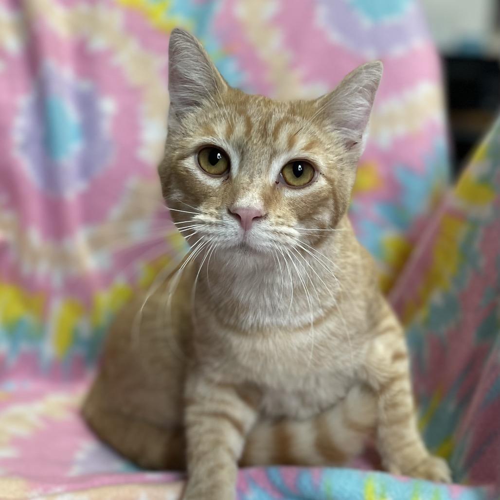 Simba, Adoptable, Young Male Domestic Short Hair.
