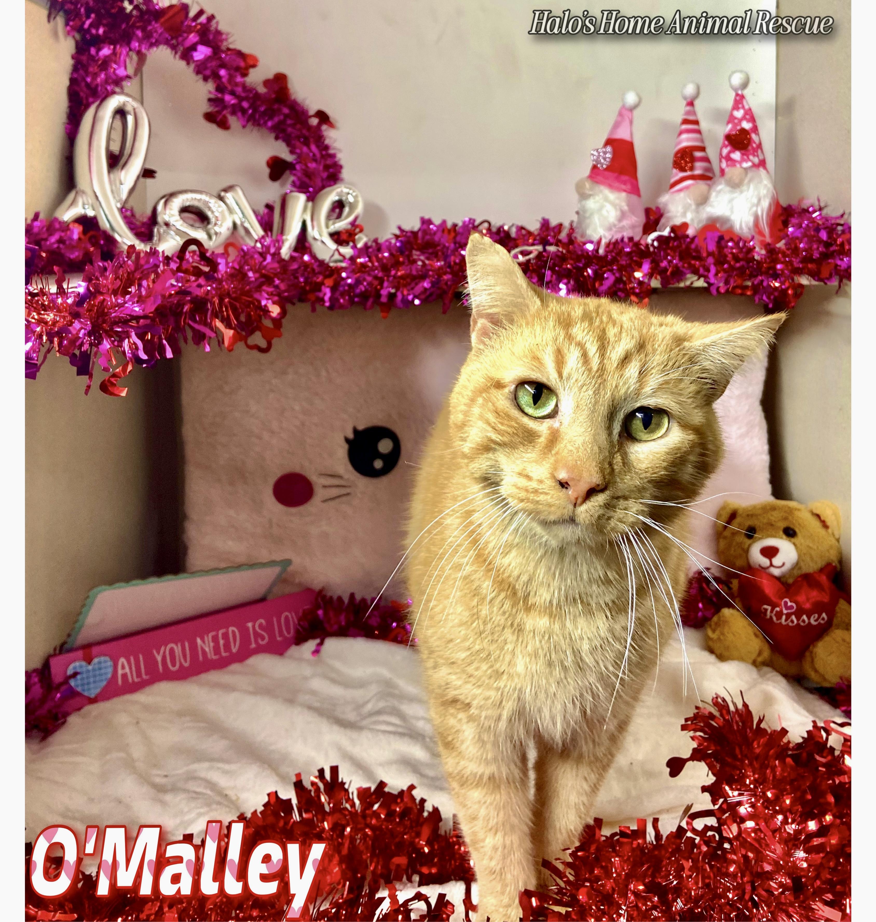 Enlarge O’Malley, a Adoptable Tabby in Sunbright, TN image 1/4