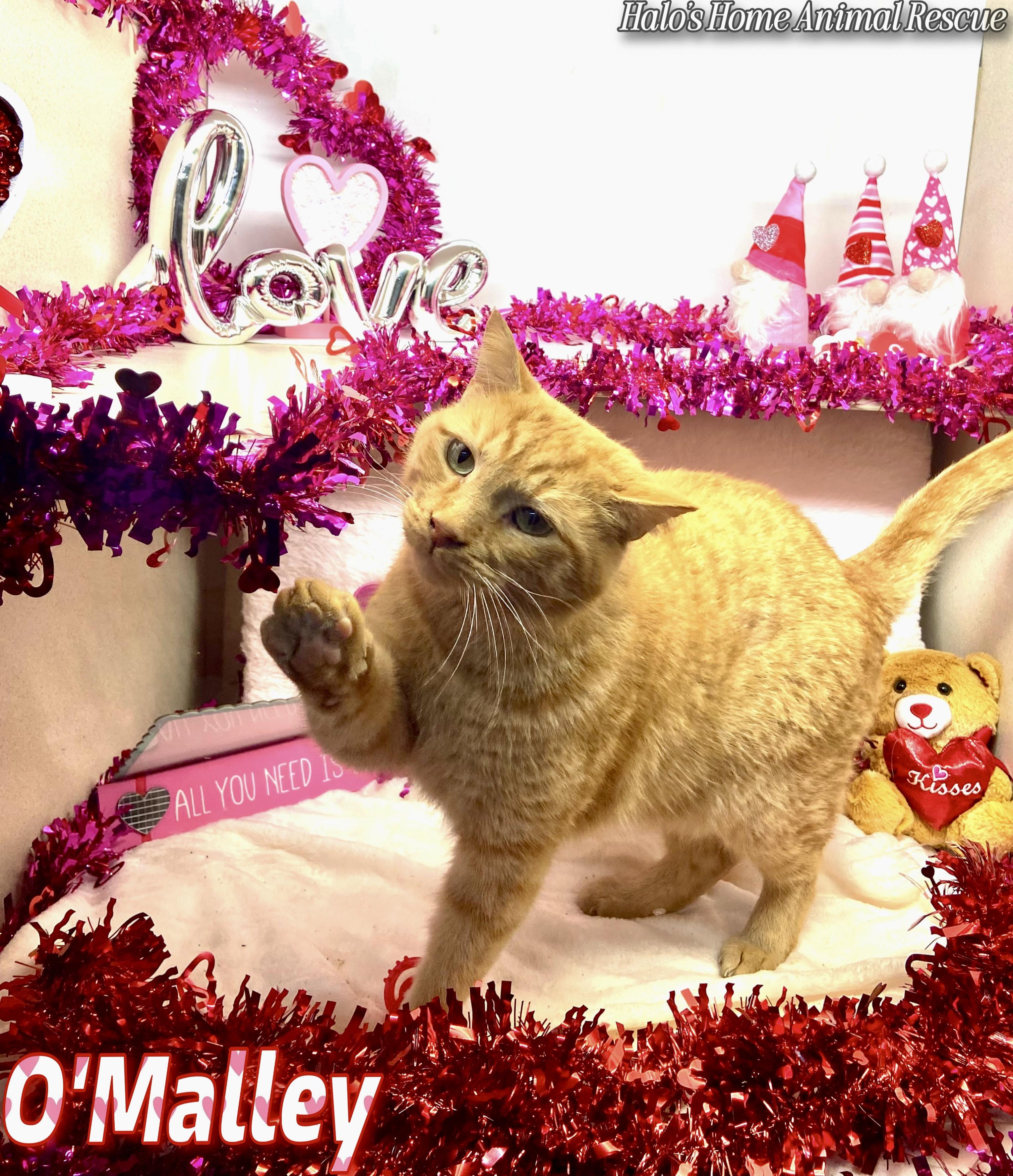 Enlarge O’Malley, a Adoptable Tabby in Sunbright, TN image 2/4