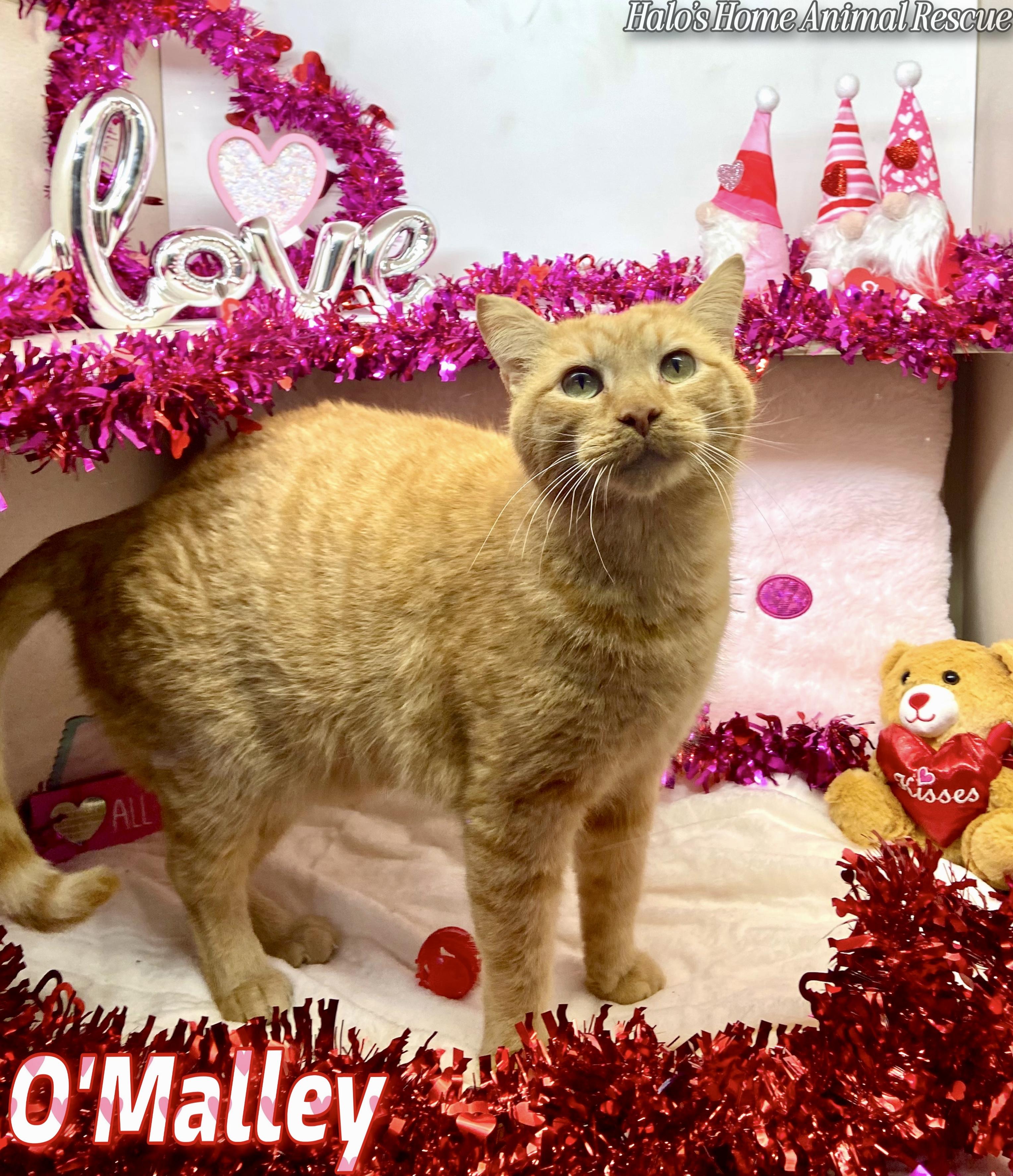 Enlarge O’Malley, a Adoptable Tabby in Sunbright, TN image 3/4