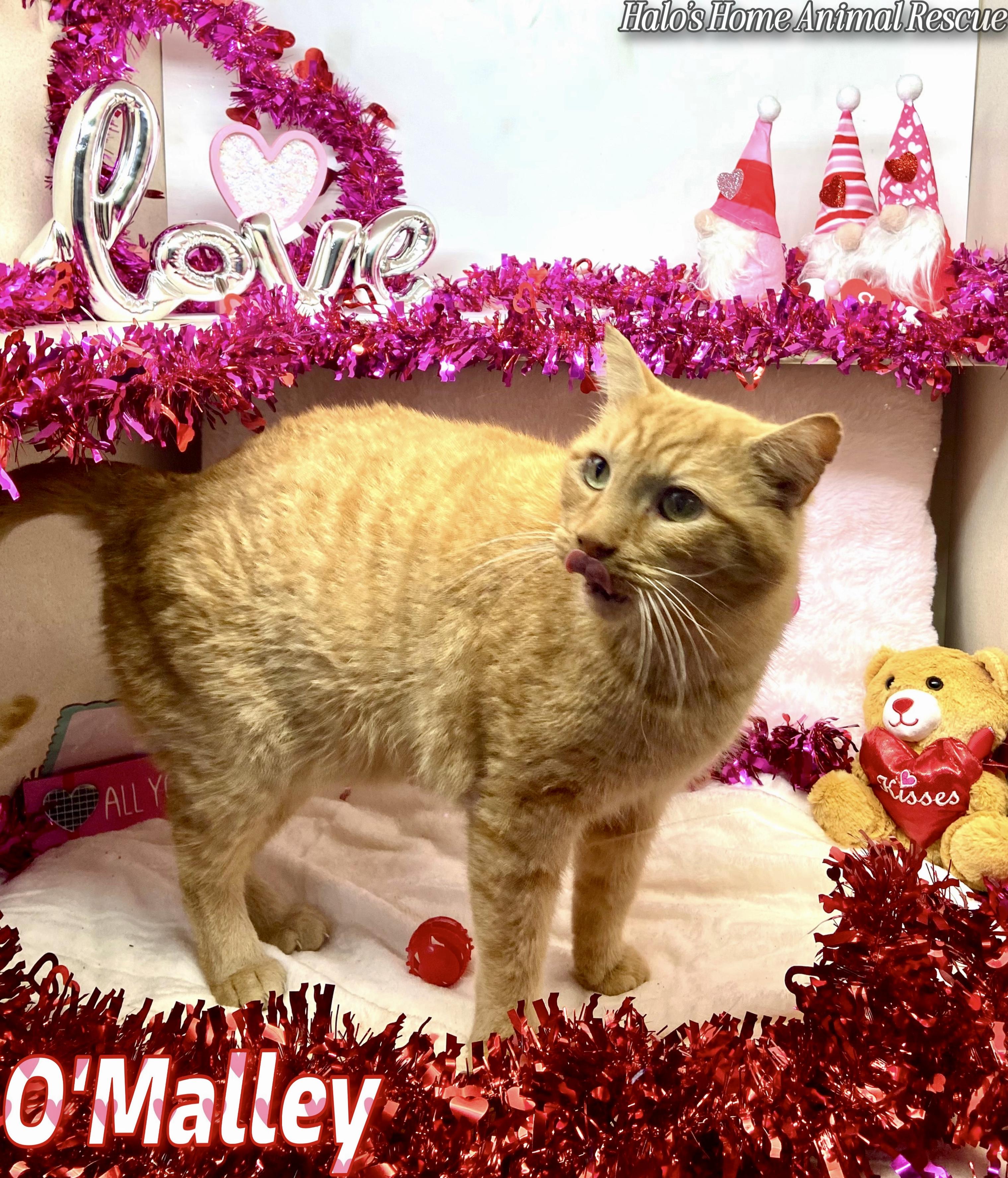 Enlarge O’Malley, a Adoptable Tabby in Sunbright, TN image 4/4