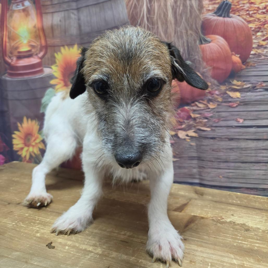 Nori, Adoptable, Adult Female Jack Russell Terrier.