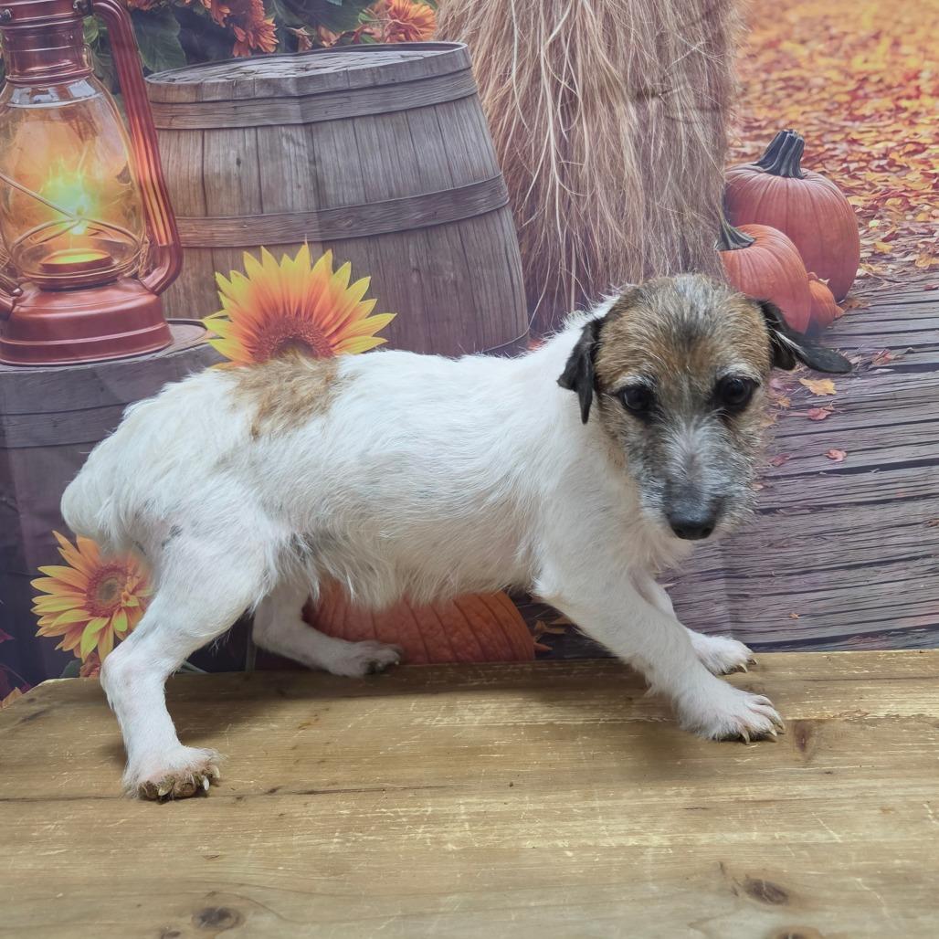 Enlarge Nori, a Adoptable Jack Russell Terrier in Normal, IL image 2/3