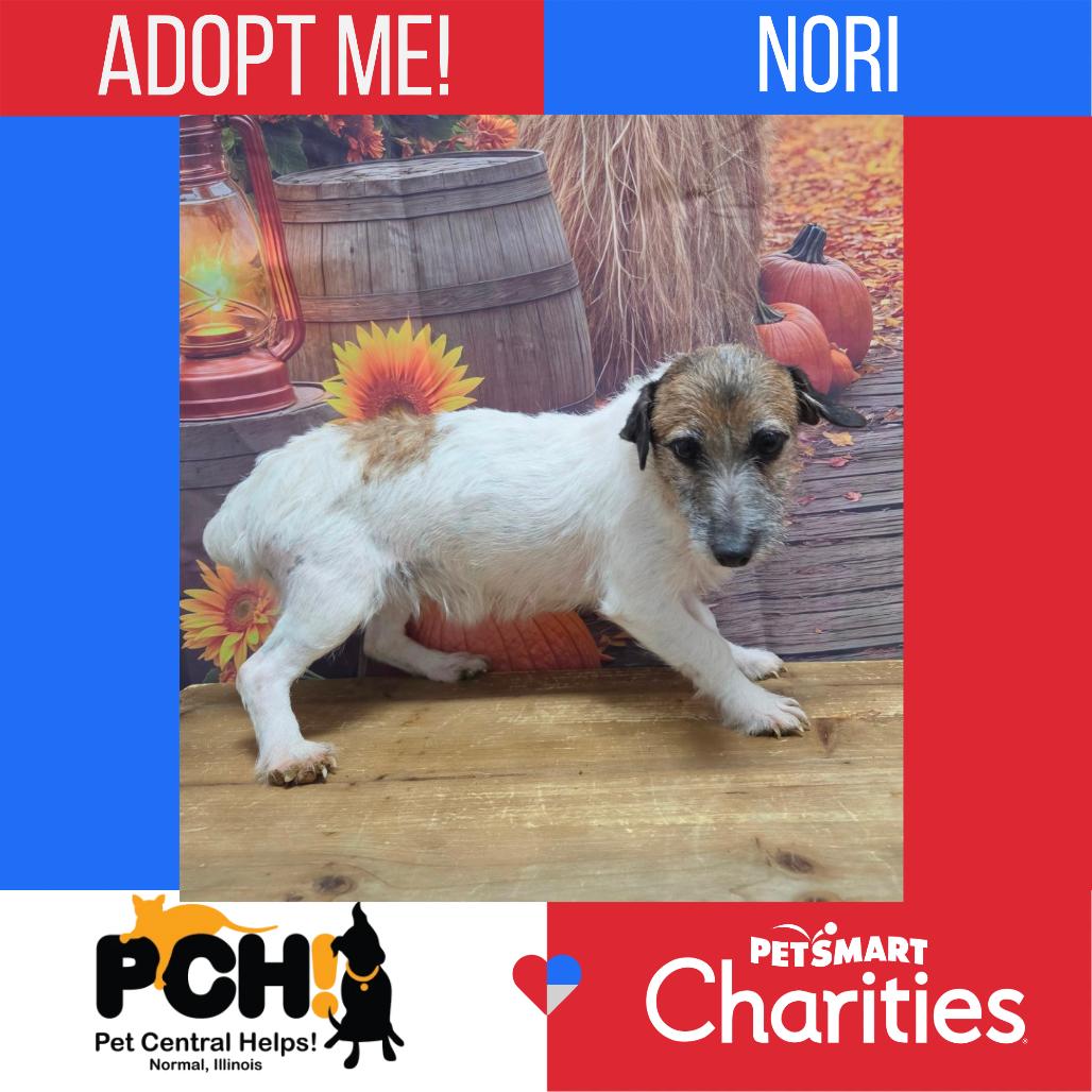 Enlarge Nori, a Adoptable Jack Russell Terrier in Normal, IL image 3/3