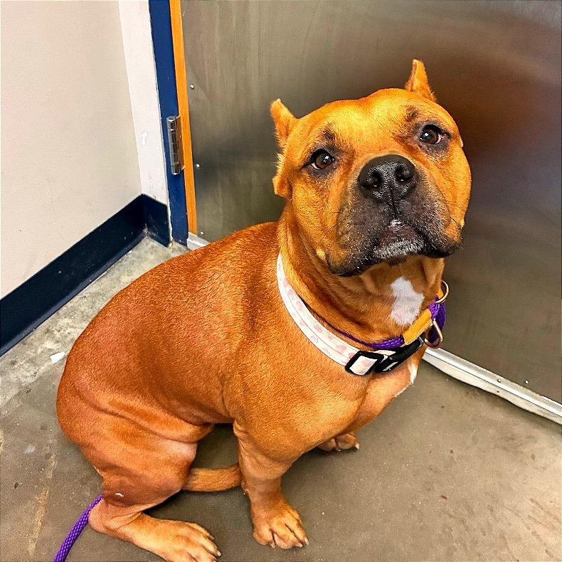 Dutchess 2, Adoptable, Adult Female Pit Bull Terrier & Cane Corso.