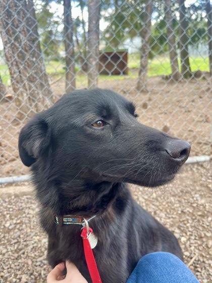 Enlarge Blue, a ADOPTABLE Mixed Breed in Missoula, MT image 2/2