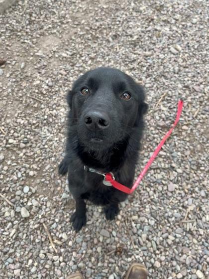 Enlarge Blue, a ADOPTABLE Mixed Breed in Missoula, MT image 1/2