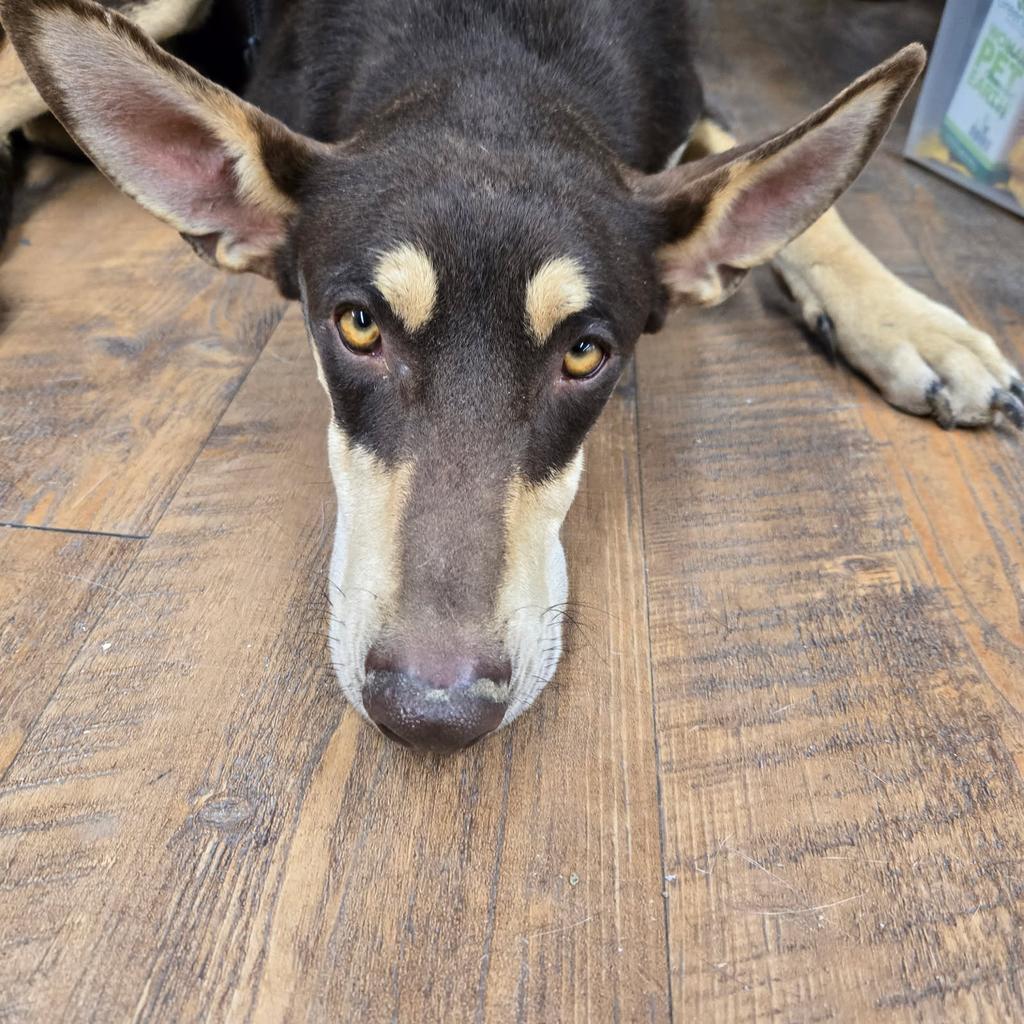 Artemis (A56757), Adoptable, Adult Female Doberman Pinscher & Mixed Breed.