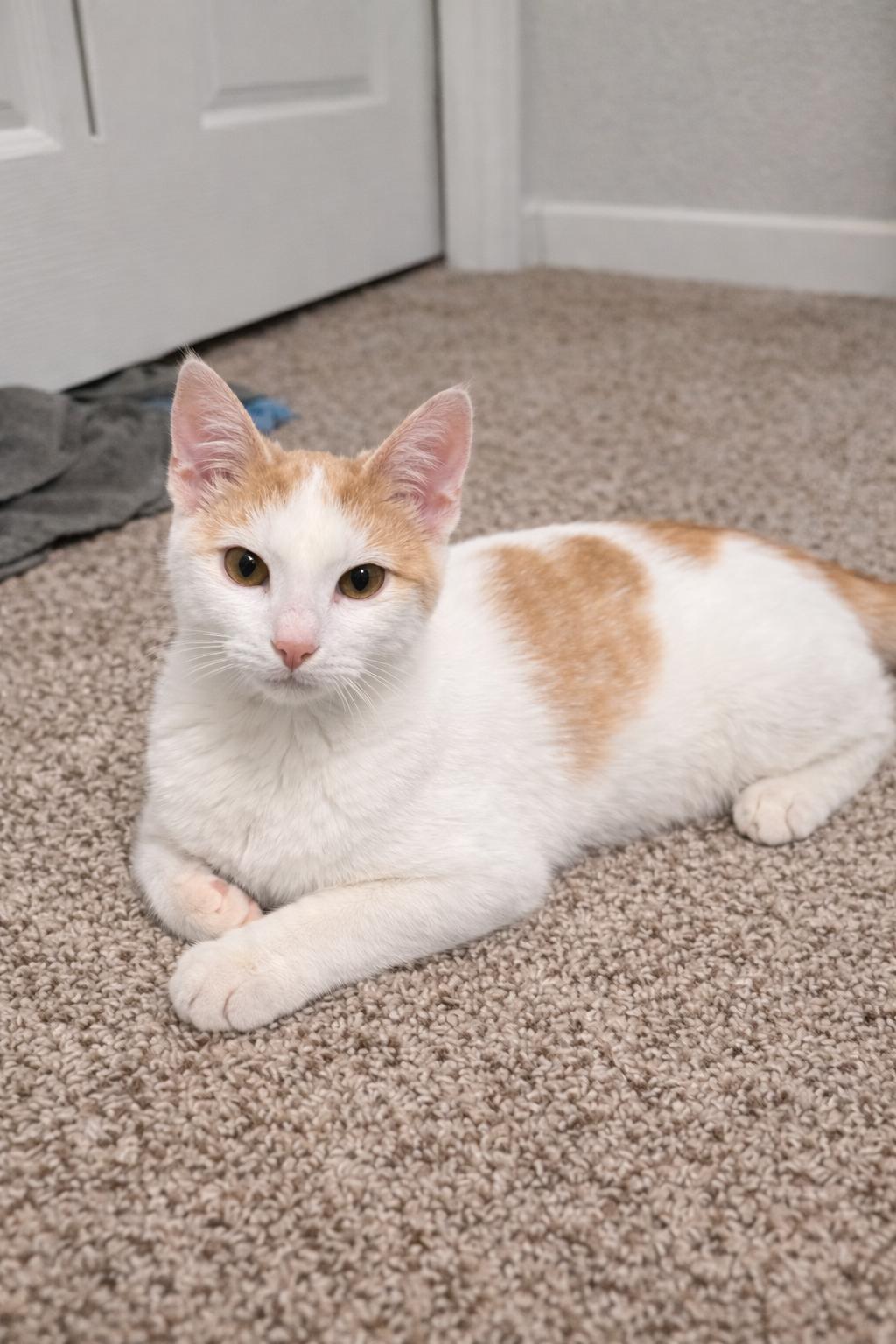 Enlarge Samwise, a Adopted Domestic Short Hair in Rio Linda, CA image 1/1