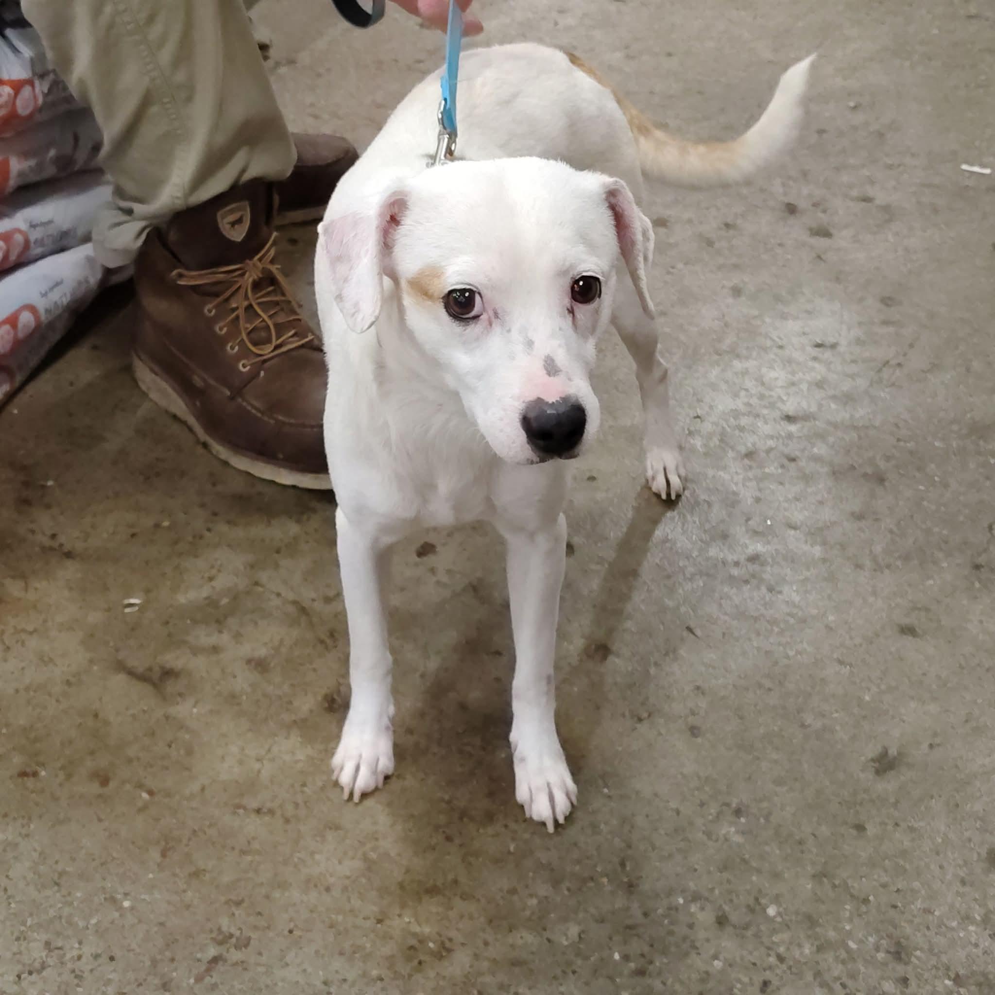 Enlarge Hindu Kush, an adoptable mixed breed in Evansville, IN image 1/1