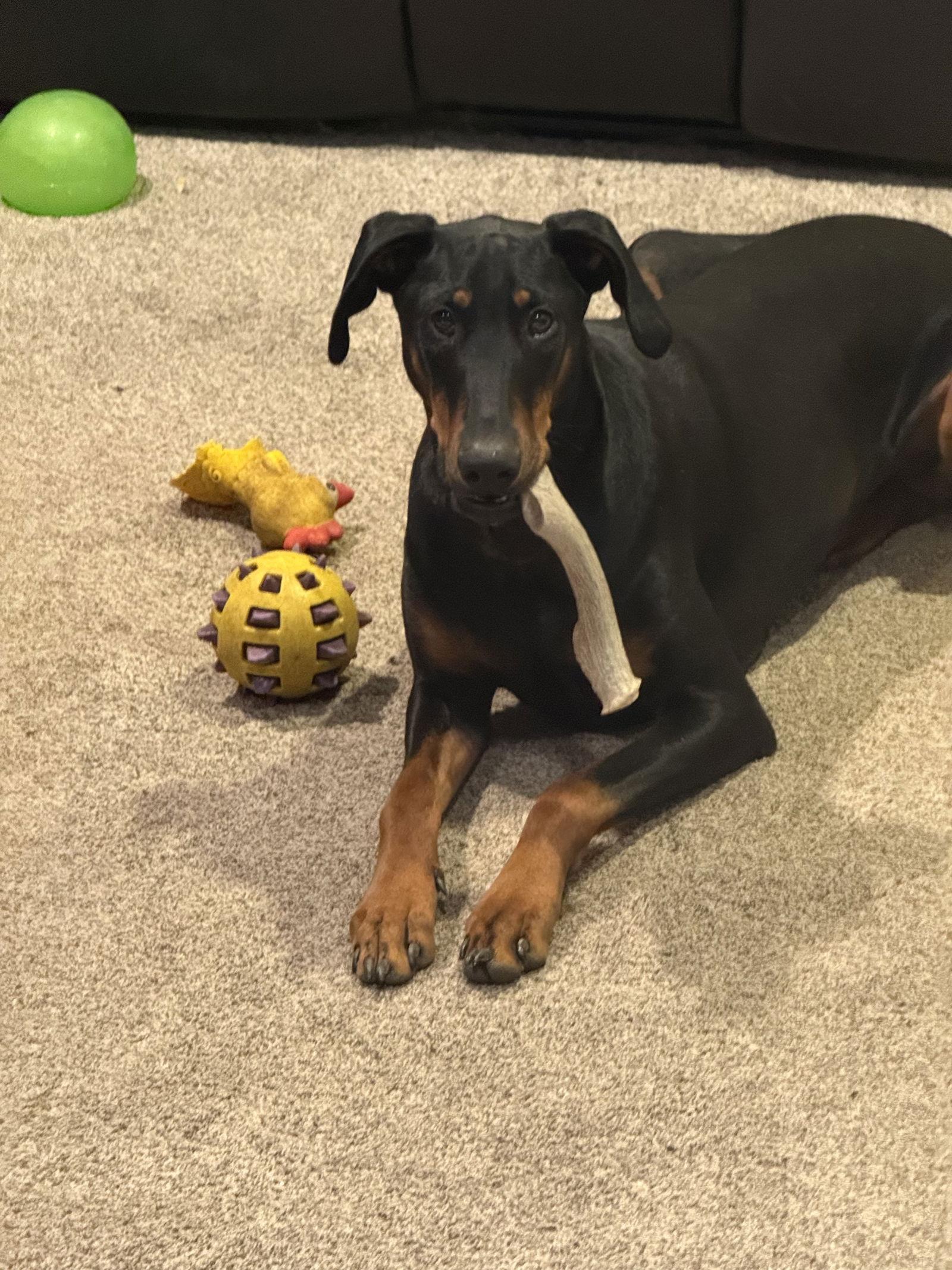 Enlarge Kaiser, a Adoptable Doberman Pinscher in Minneapolis, MN image 1/3