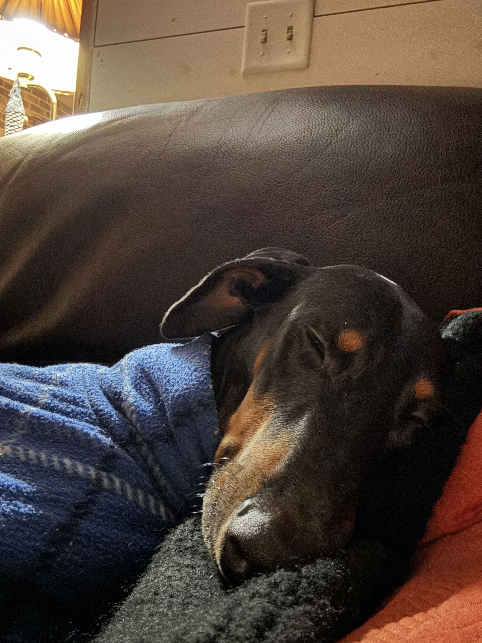 Kaiser, Adoptable, Young Male Doberman Pinscher.