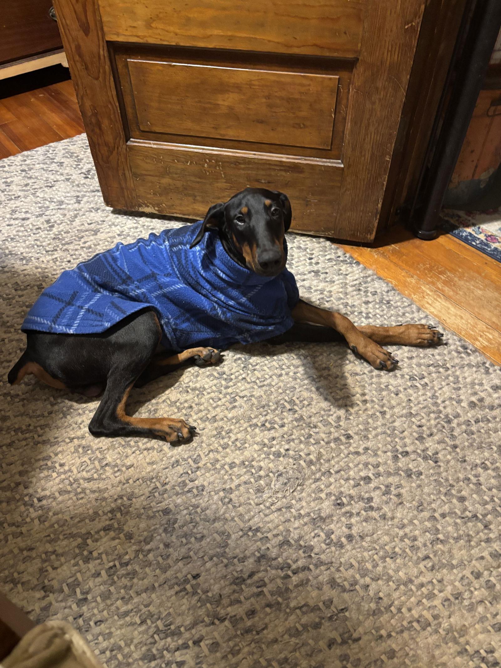 Enlarge Kaiser, a Adoptable Doberman Pinscher in Minneapolis, MN image 2/3
