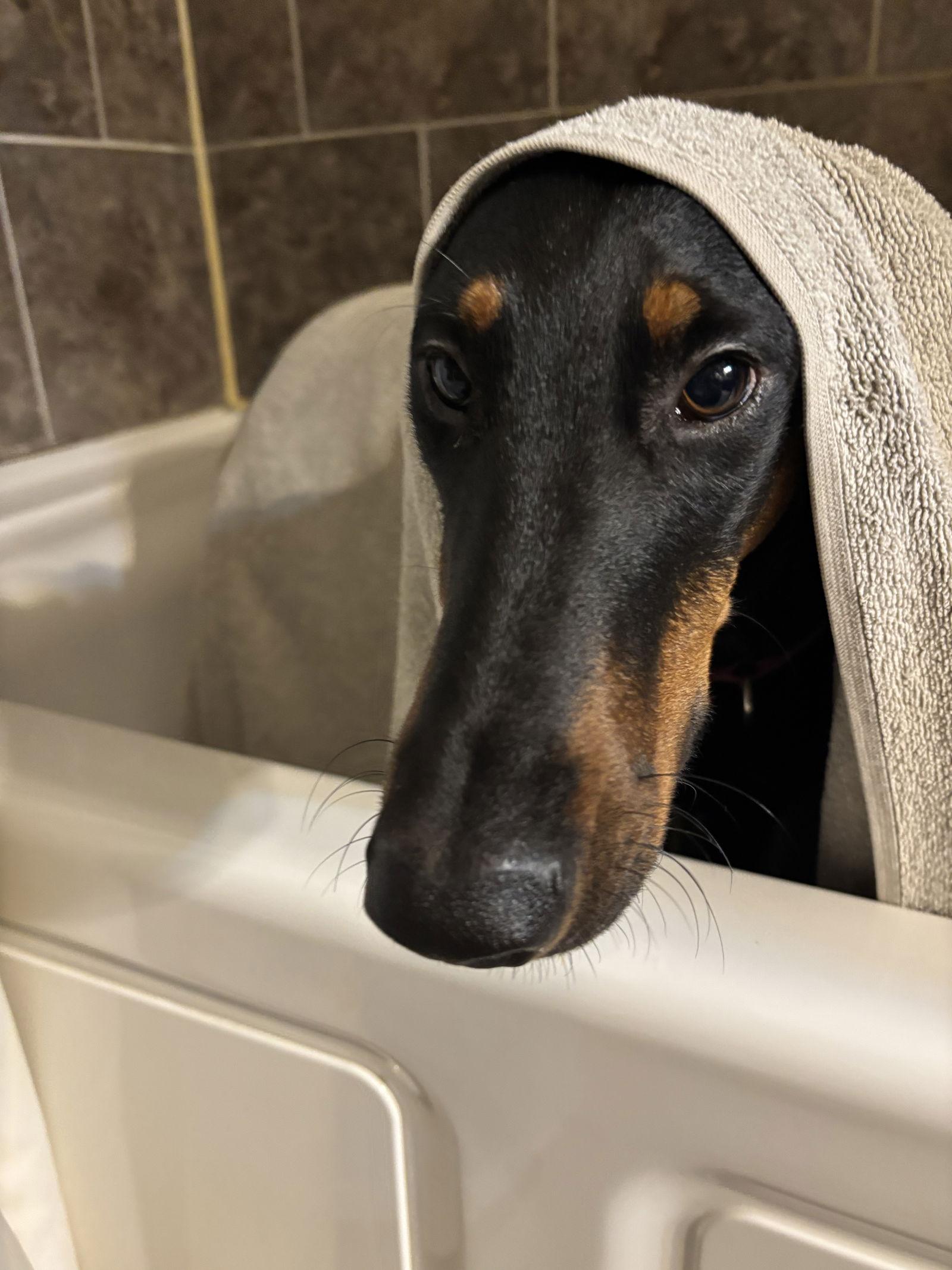 Enlarge Kaiser, a Adoptable Doberman Pinscher in Minneapolis, MN image 3/3