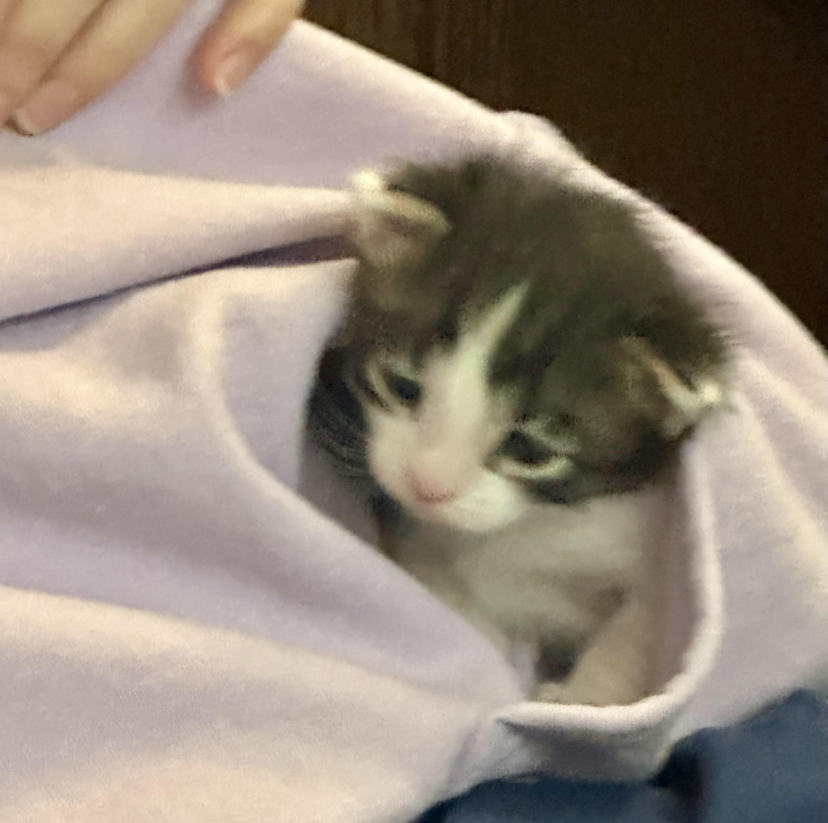 Jasper, a ADOPTABLE American Shorthair in Lyndhurst, OH image 2/4