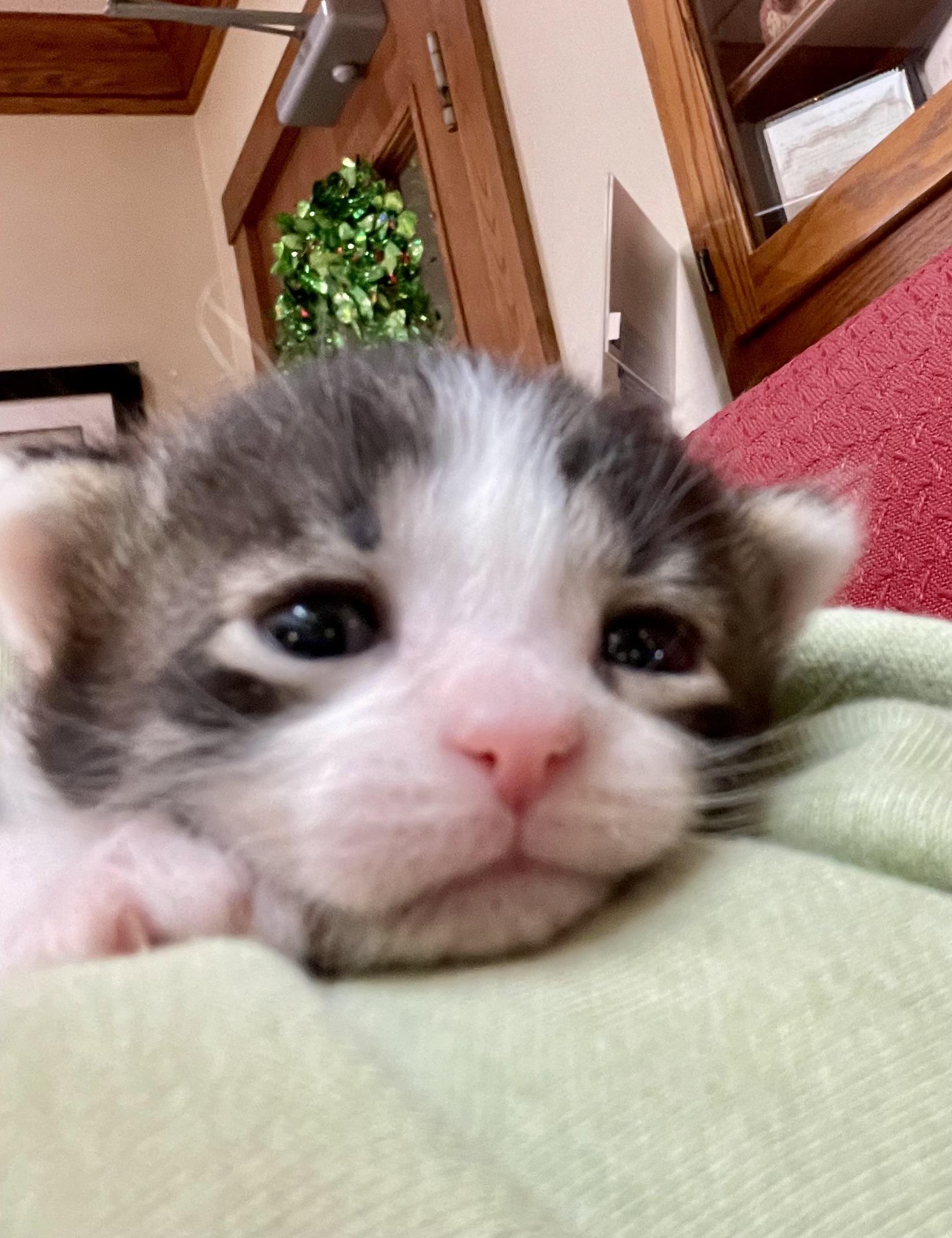 Jasper, a ADOPTABLE American Shorthair in Lyndhurst, OH image 1/4