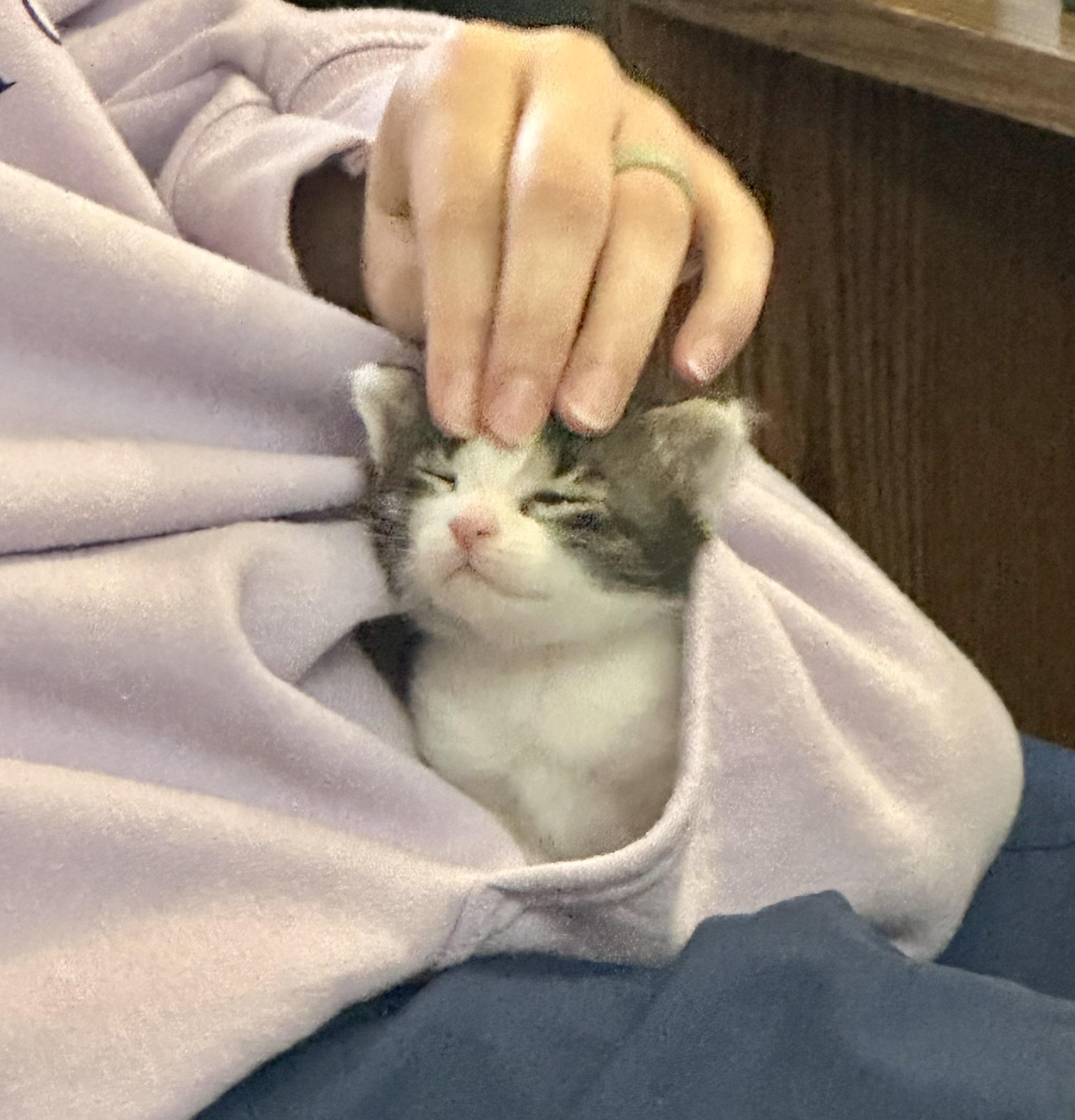 Jasper, a ADOPTABLE American Shorthair in Lyndhurst, OH image 4/4