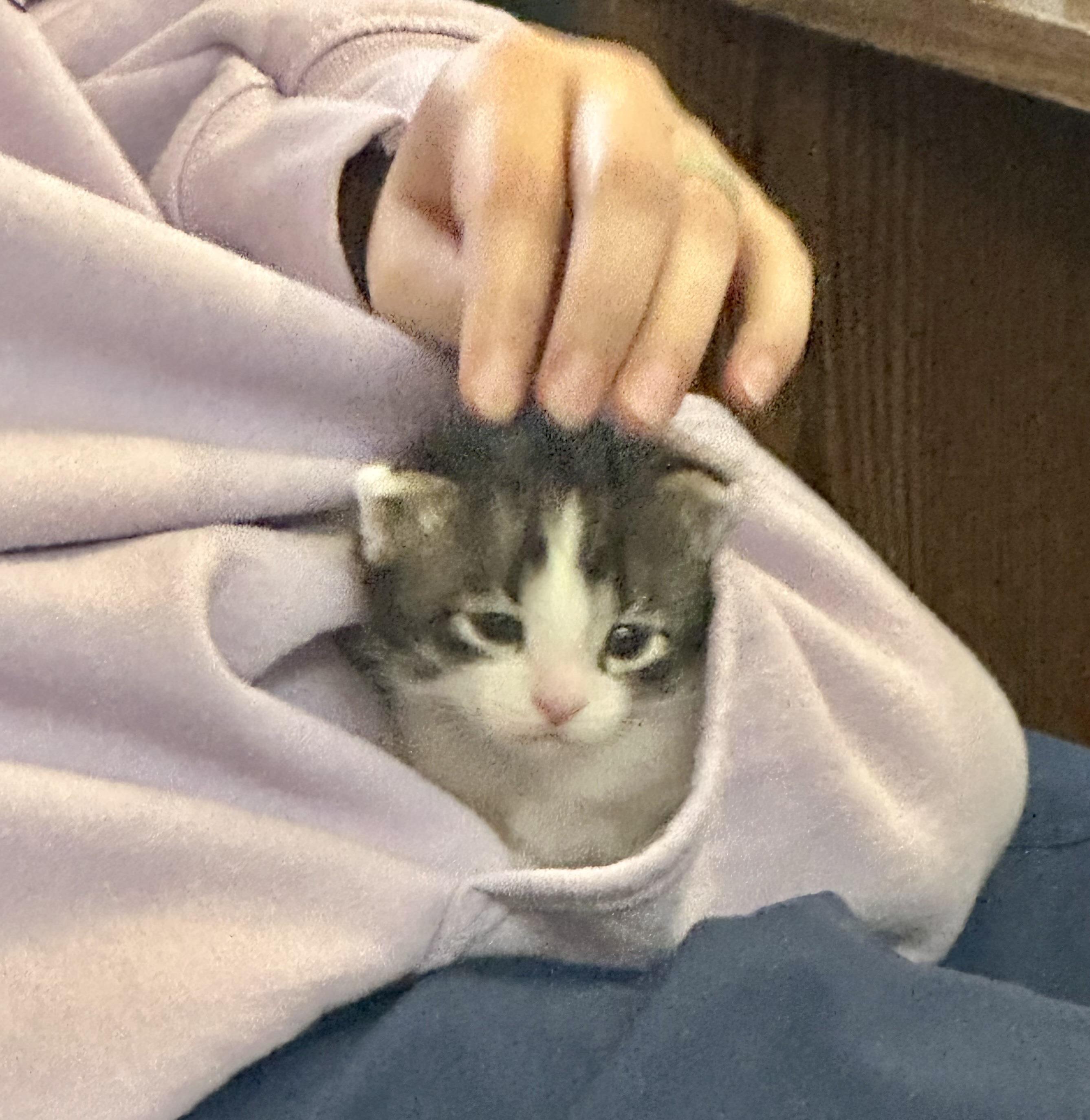 Jasper, a ADOPTABLE American Shorthair in Lyndhurst, OH image 3/4