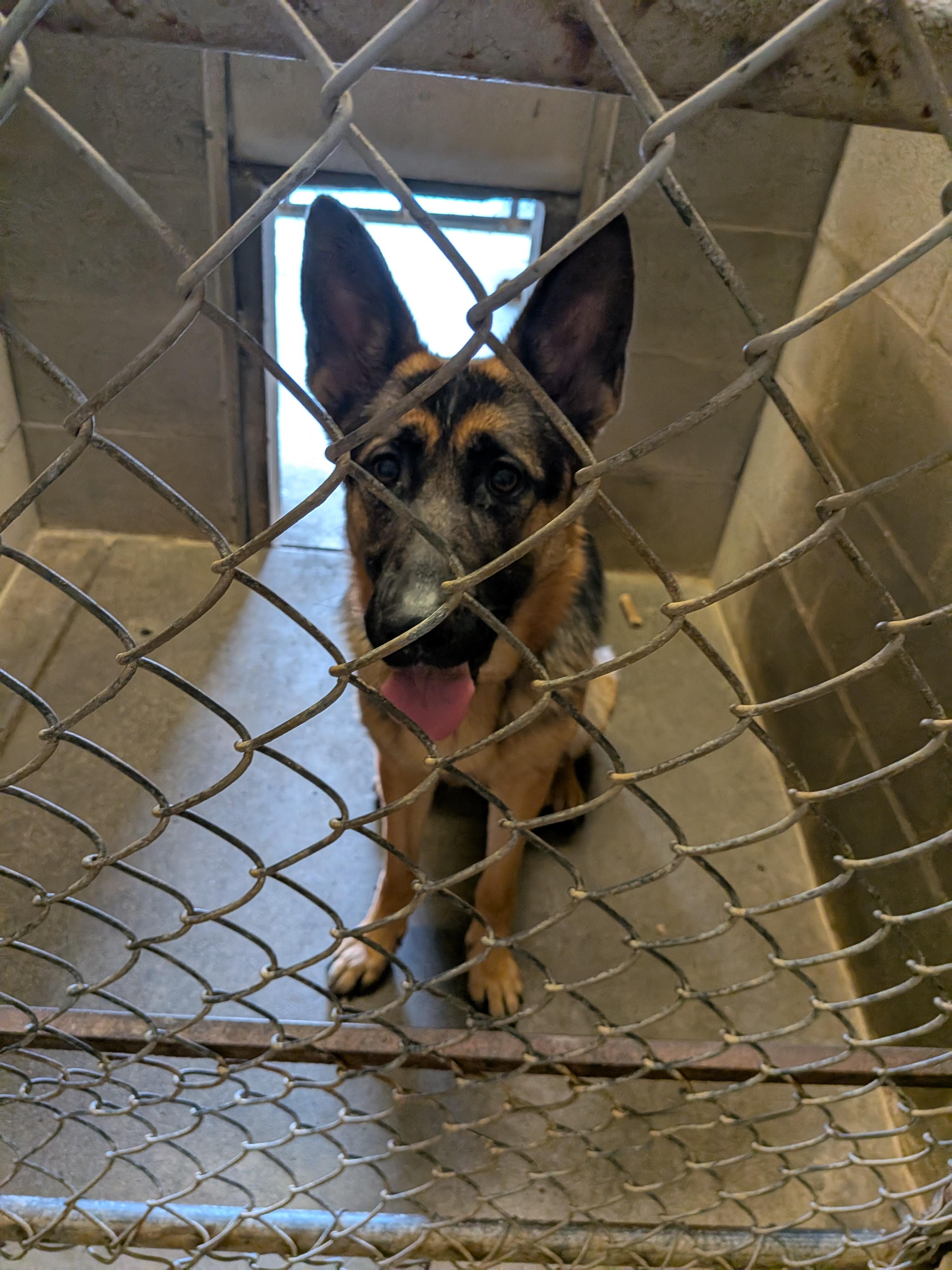 Enlarge Penny, an adopted German Shepherd Dog in Hermiston, OR image 1/3