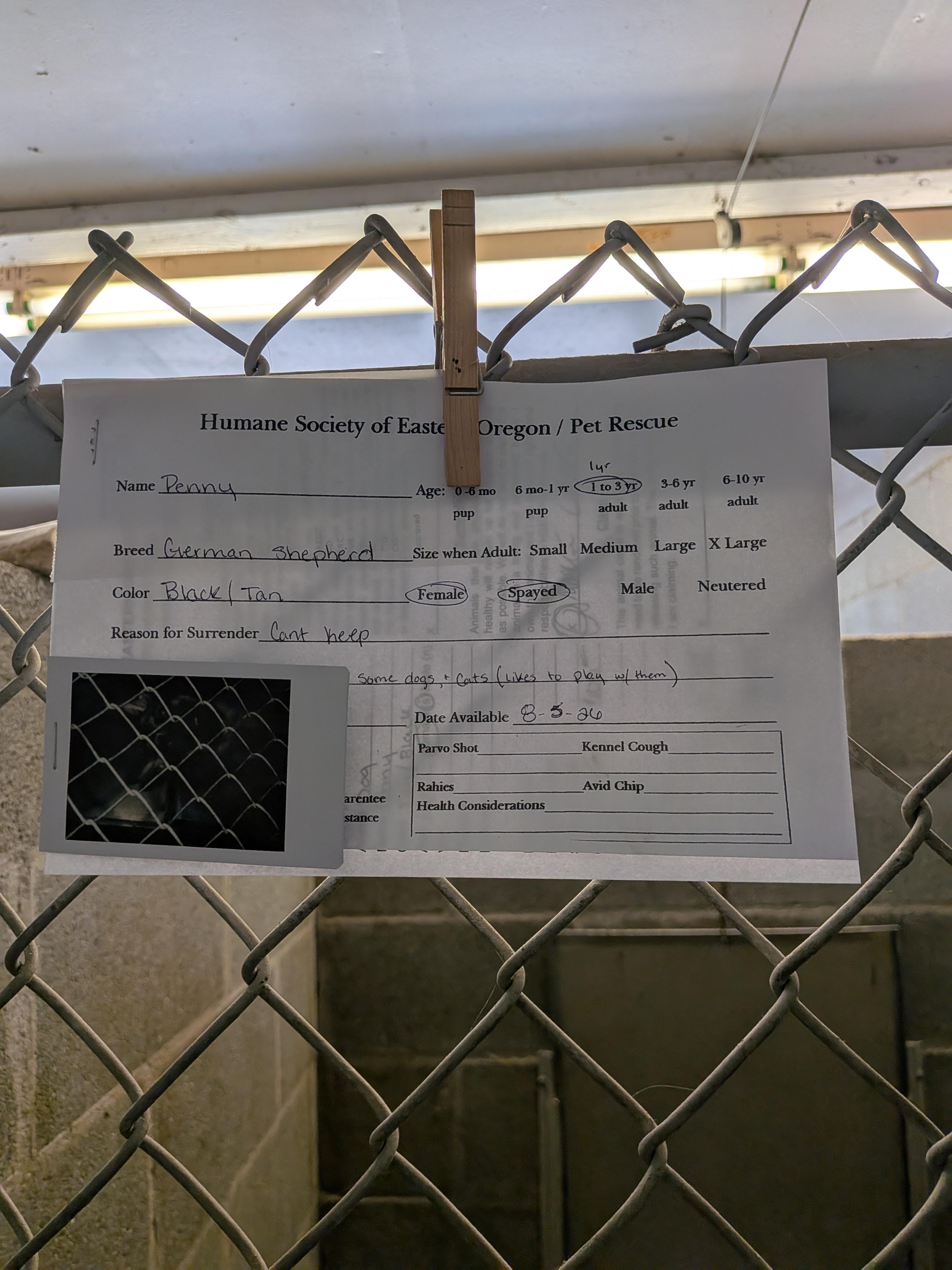 Enlarge Penny, an adopted German Shepherd Dog in Hermiston, OR image 3/3
