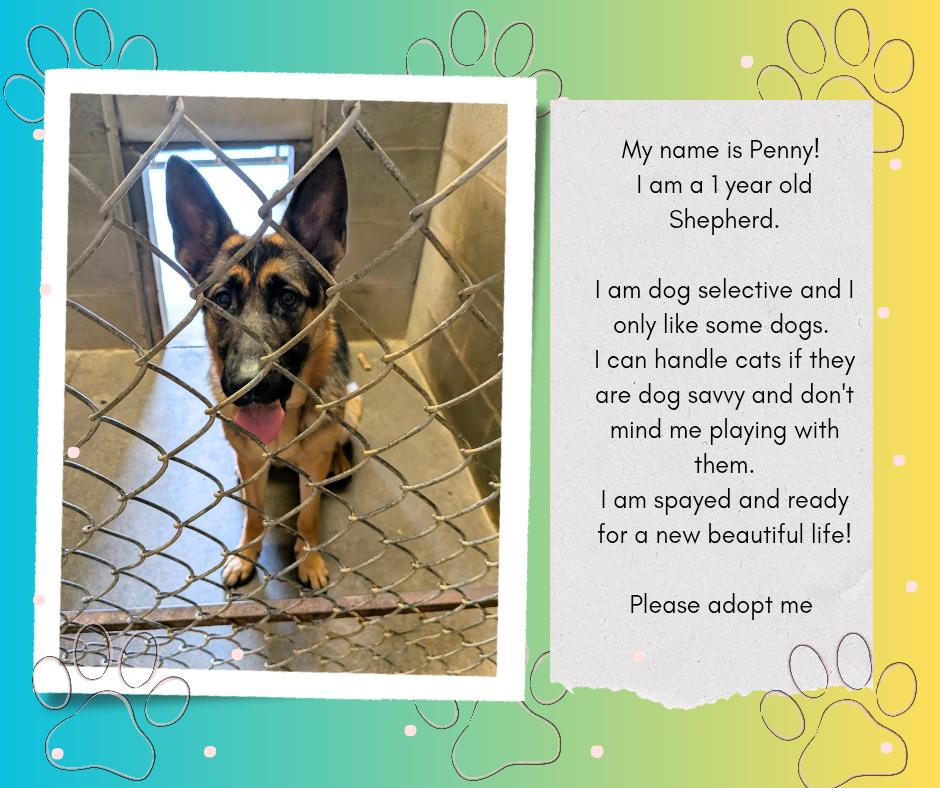 Enlarge Penny, an adopted German Shepherd Dog in Hermiston, OR image 2/3