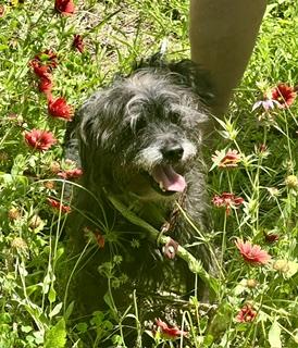Blackie, a ADOPTABLE mixed breed in Hempstead, TX image 3/4