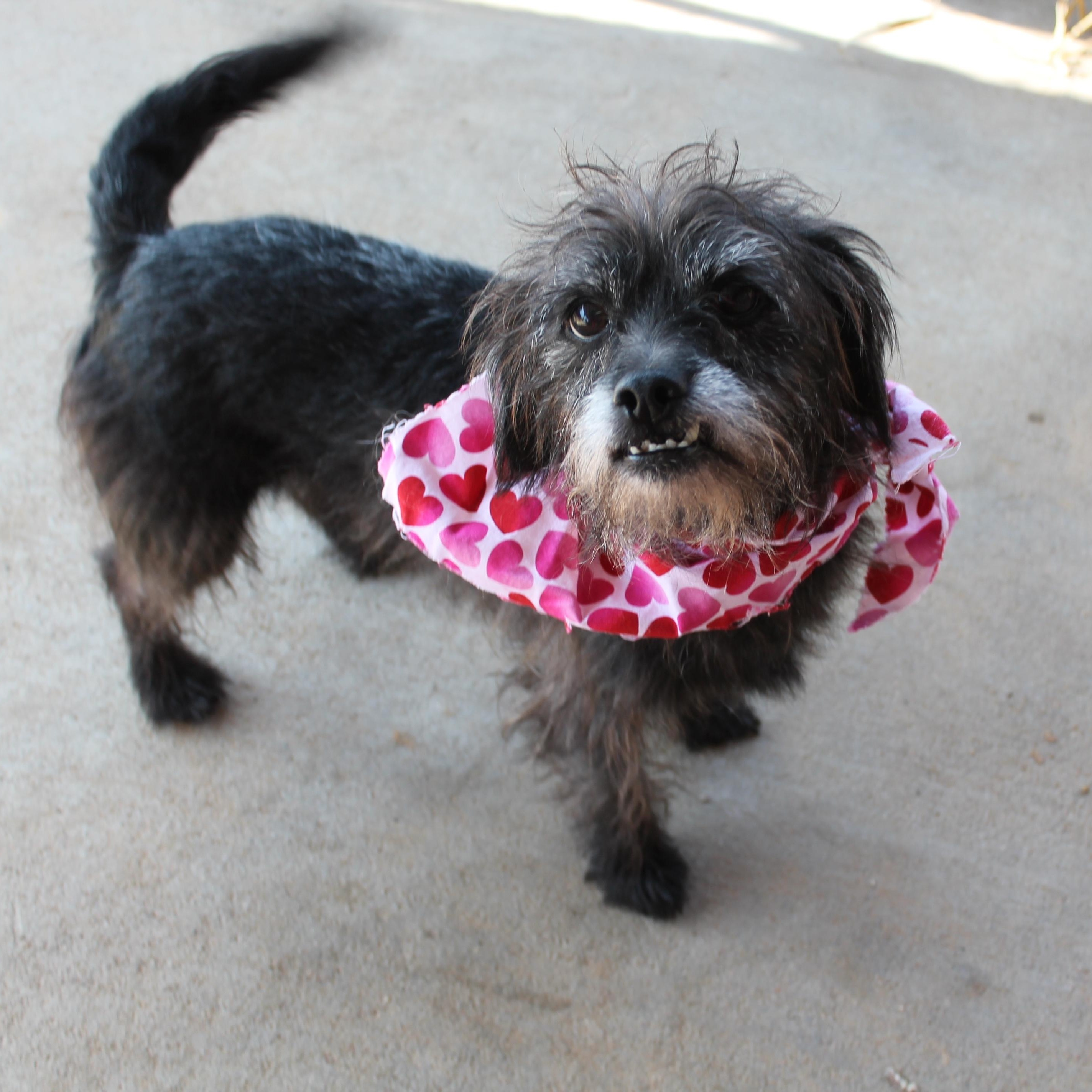 Blackie, ADOPTABLE, Adult Male Cairn Terrier & Wirehaired Terrier.