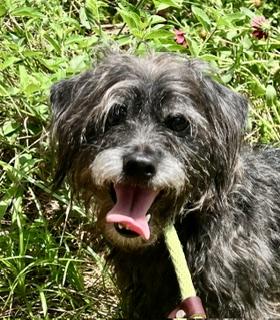 Blackie, a ADOPTABLE mixed breed in Hempstead, TX image 2/4