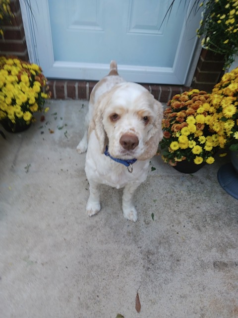 Jackson/ You can call me Jax, Adoptable, Adult Male Cocker Spaniel.