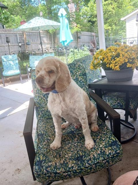 Jackson/ You can call me Jax, a Adoptable Cocker Spaniel image 3/4