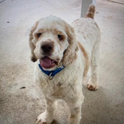 Jackson/ You can call me Jax, a Adoptable Cocker Spaniel image 1/4