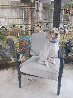 Jackson/ You can call me Jax, a Adoptable Cocker Spaniel image 2/4