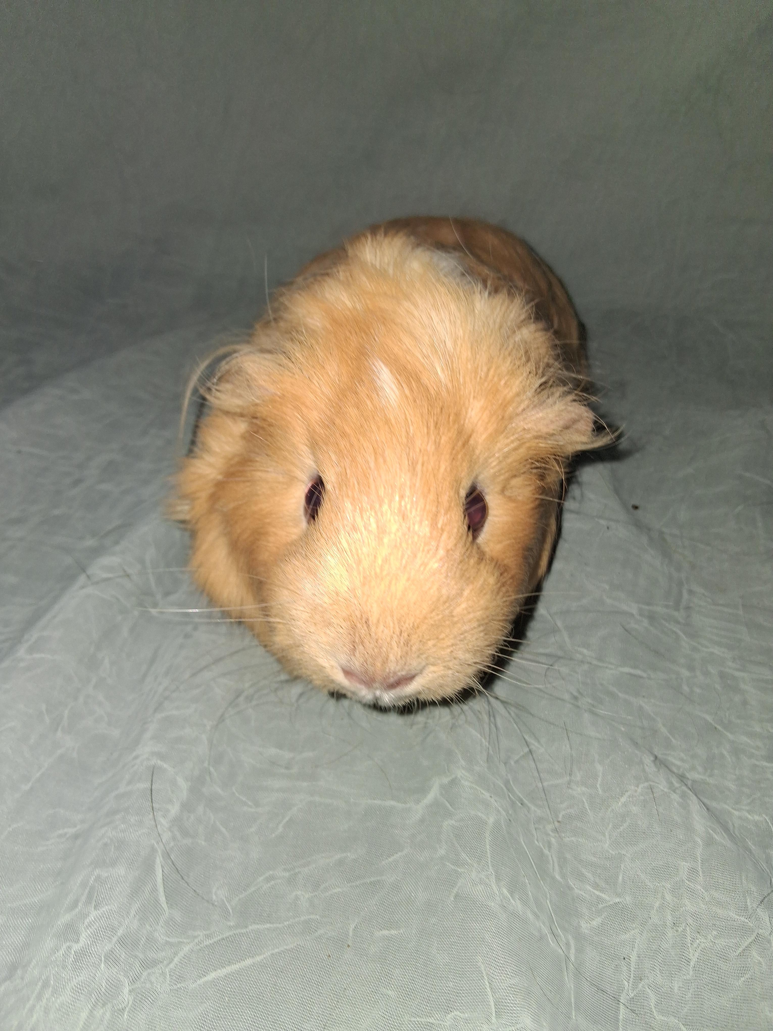 Rosi, Lv, Lulu, a ADOPTABLE Guinea Pig in Shelby Township, MI image 2/3