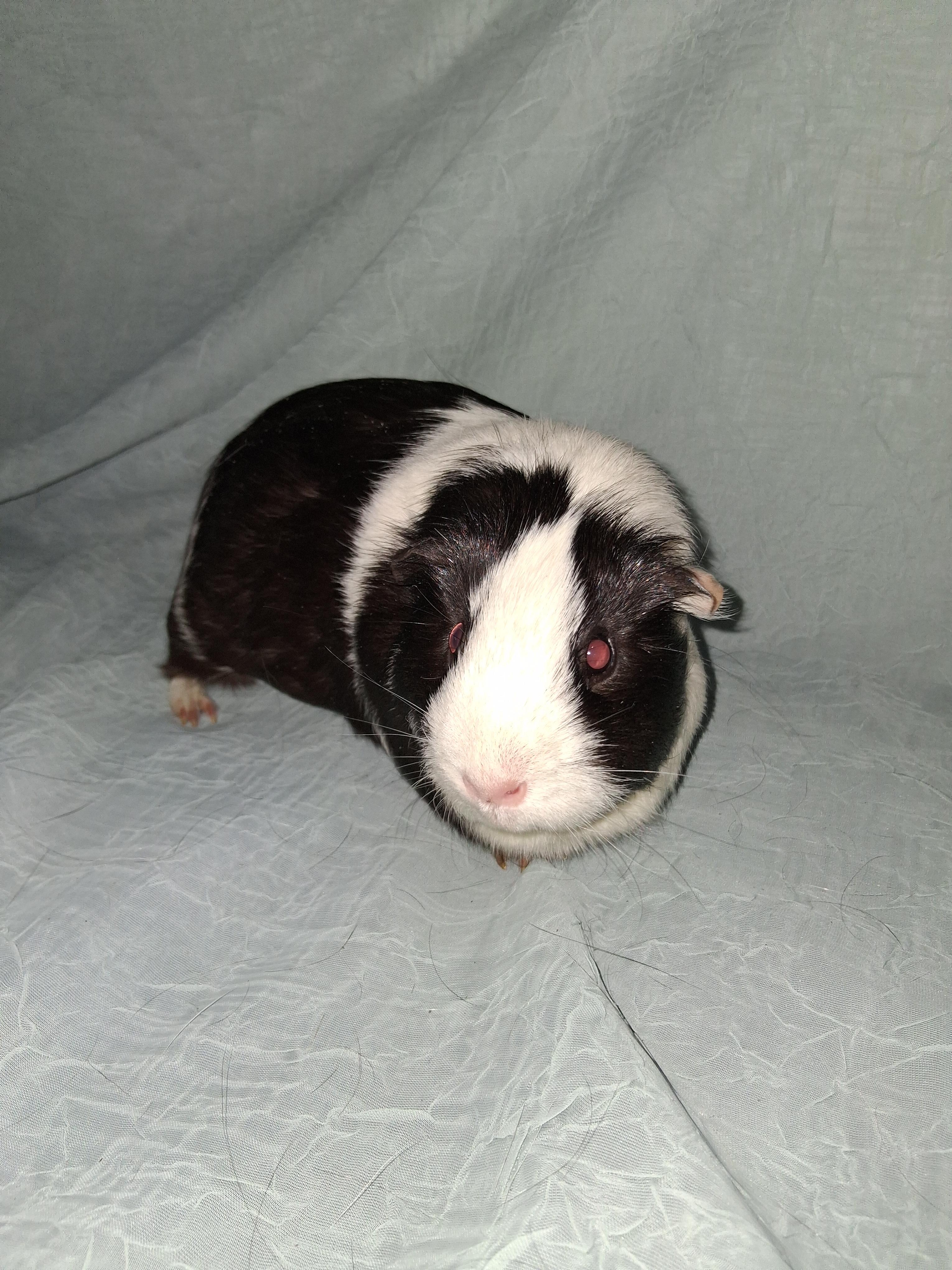Rosi, Lv, Lulu, a ADOPTABLE Guinea Pig in Shelby Township, MI image 3/3