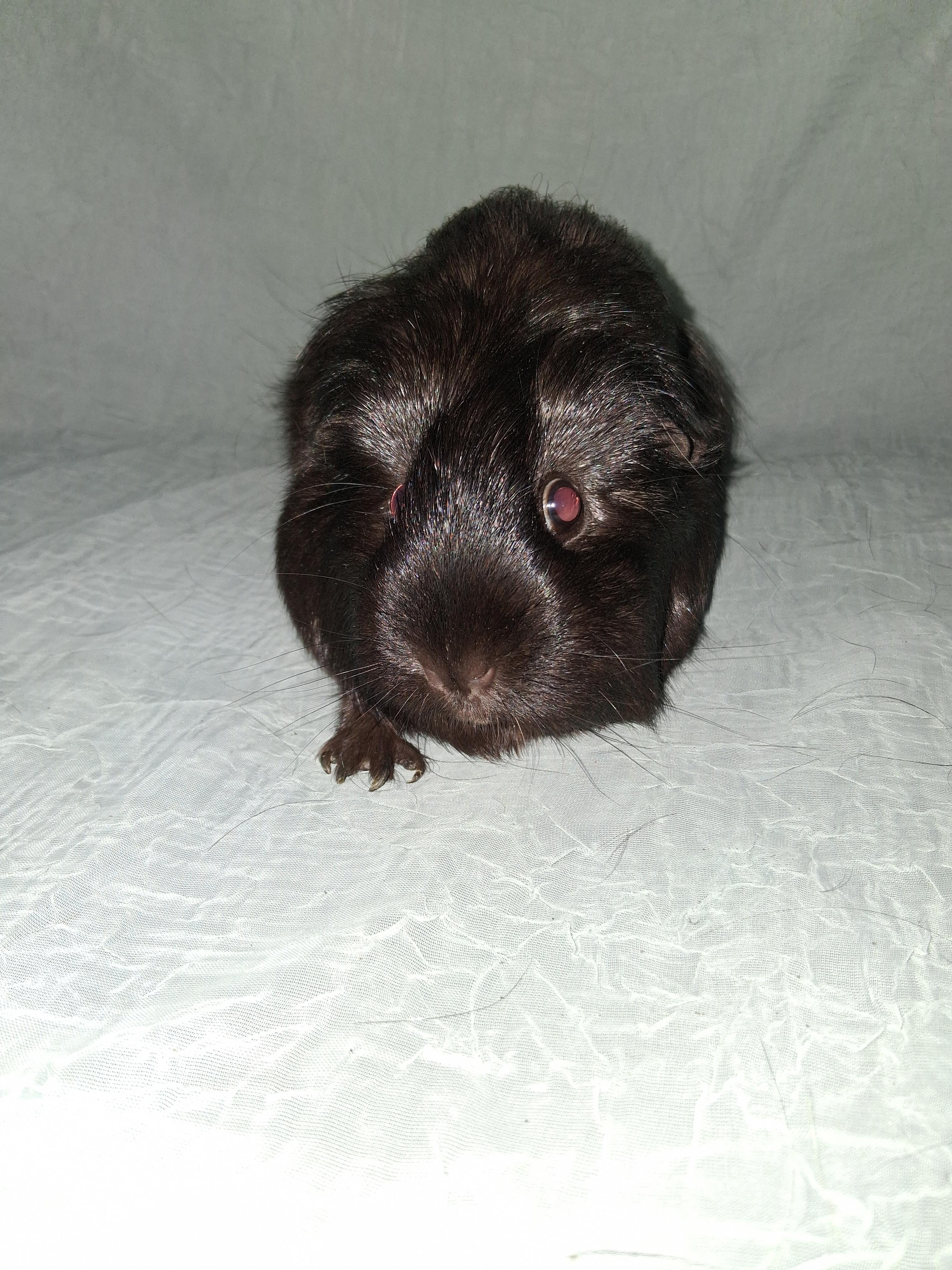 Rosi, Lv, Lulu, a ADOPTABLE Guinea Pig in Shelby Township, MI image 1/3