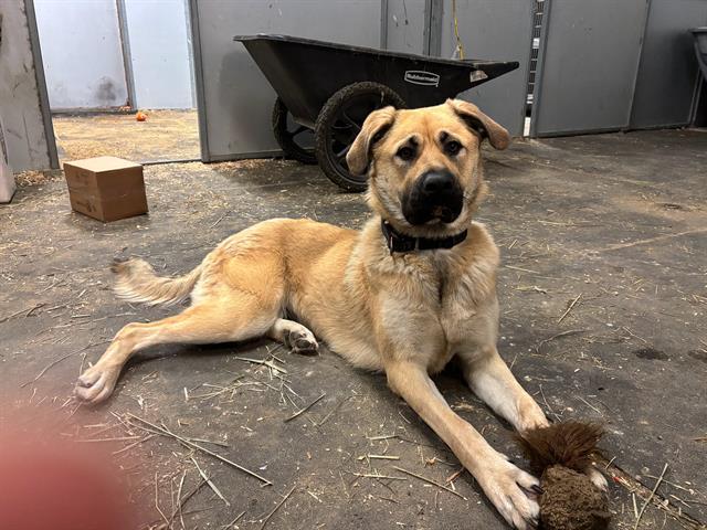 KIMBER, Adoptable, Young Female Anatolian Shepherd & Mixed Breed.
