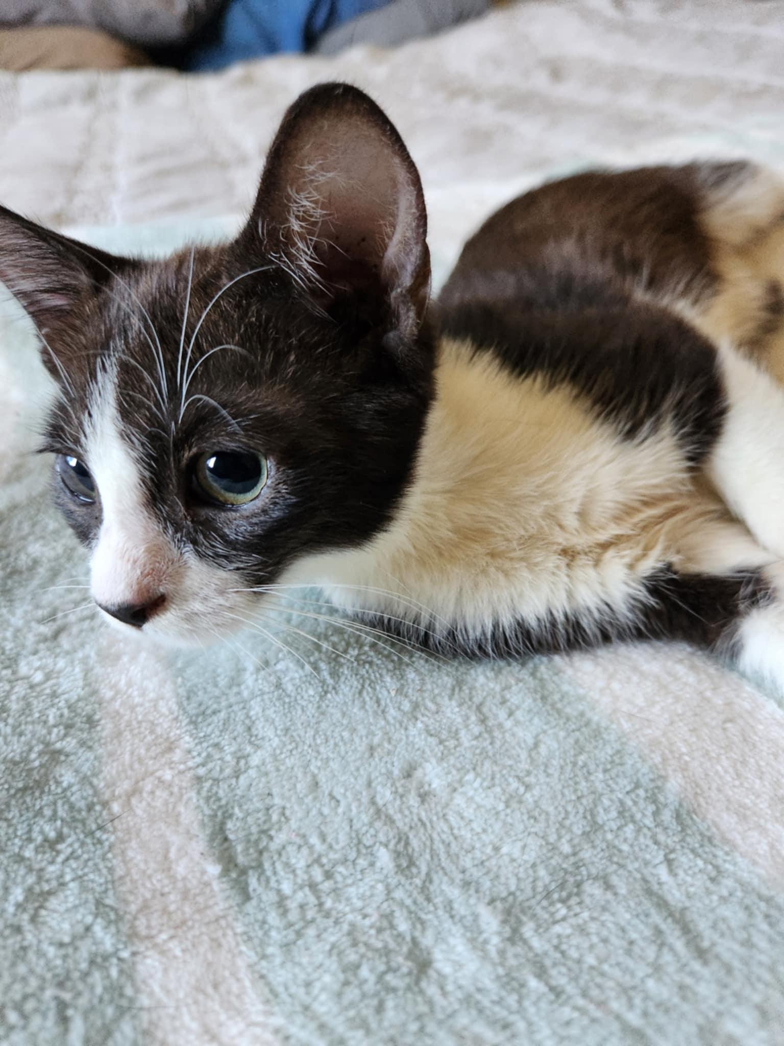 Enlarge Tinker Bell, a Adoptable Tuxedo in Fresno, CA image 3/4