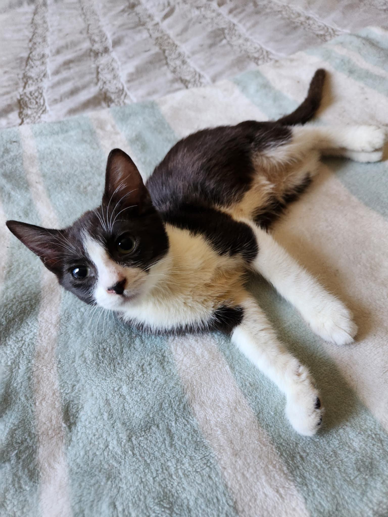 Enlarge Tinker Bell, a Adoptable Tuxedo in Fresno, CA image 1/4